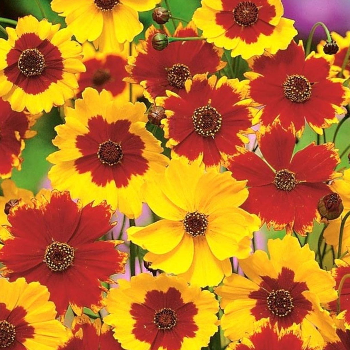 Coreopsis Tinctoria Mix