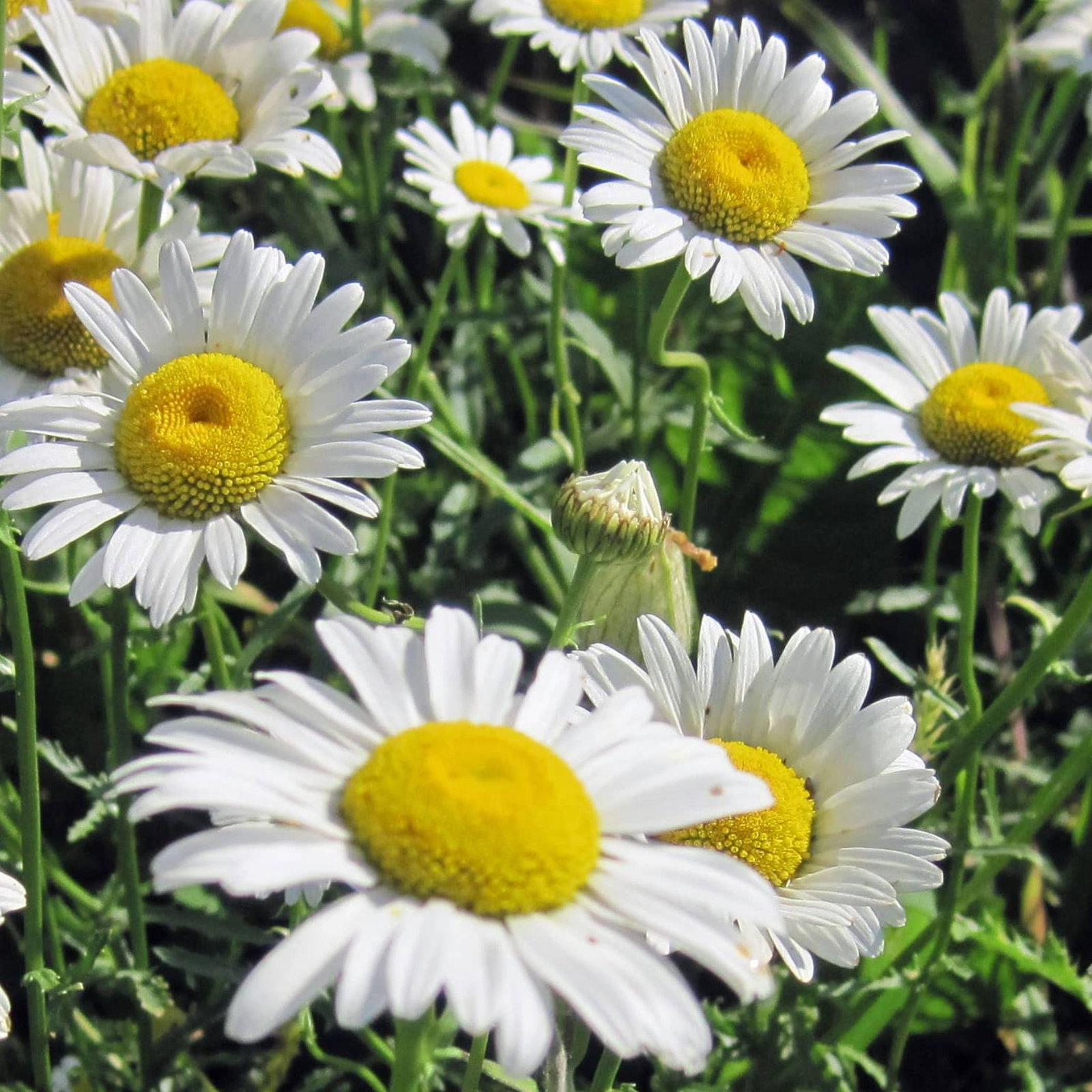 Chrysanthemum Leucanthemum