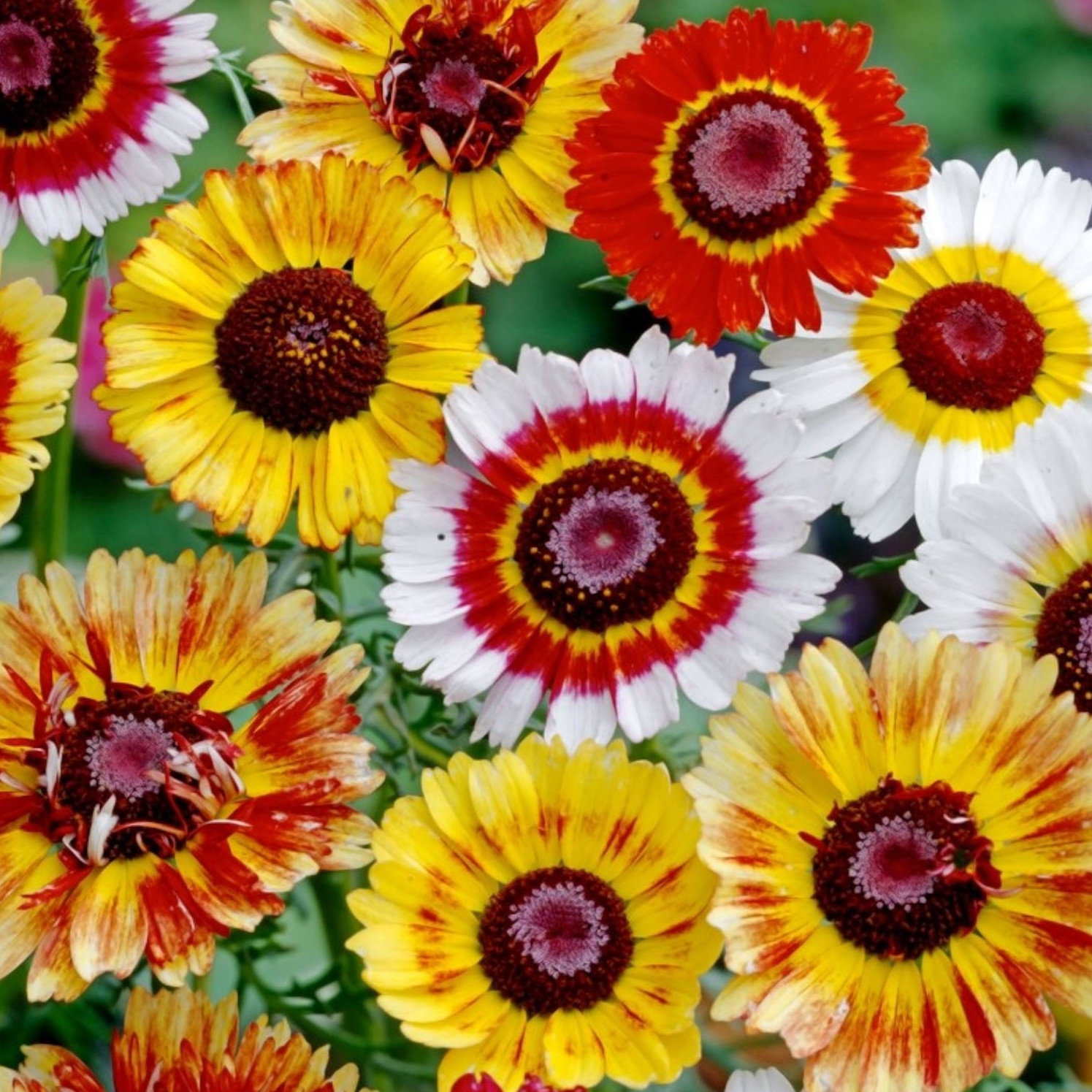 Chrysanthemum Carinatum Rainbow Dazzler Mix
