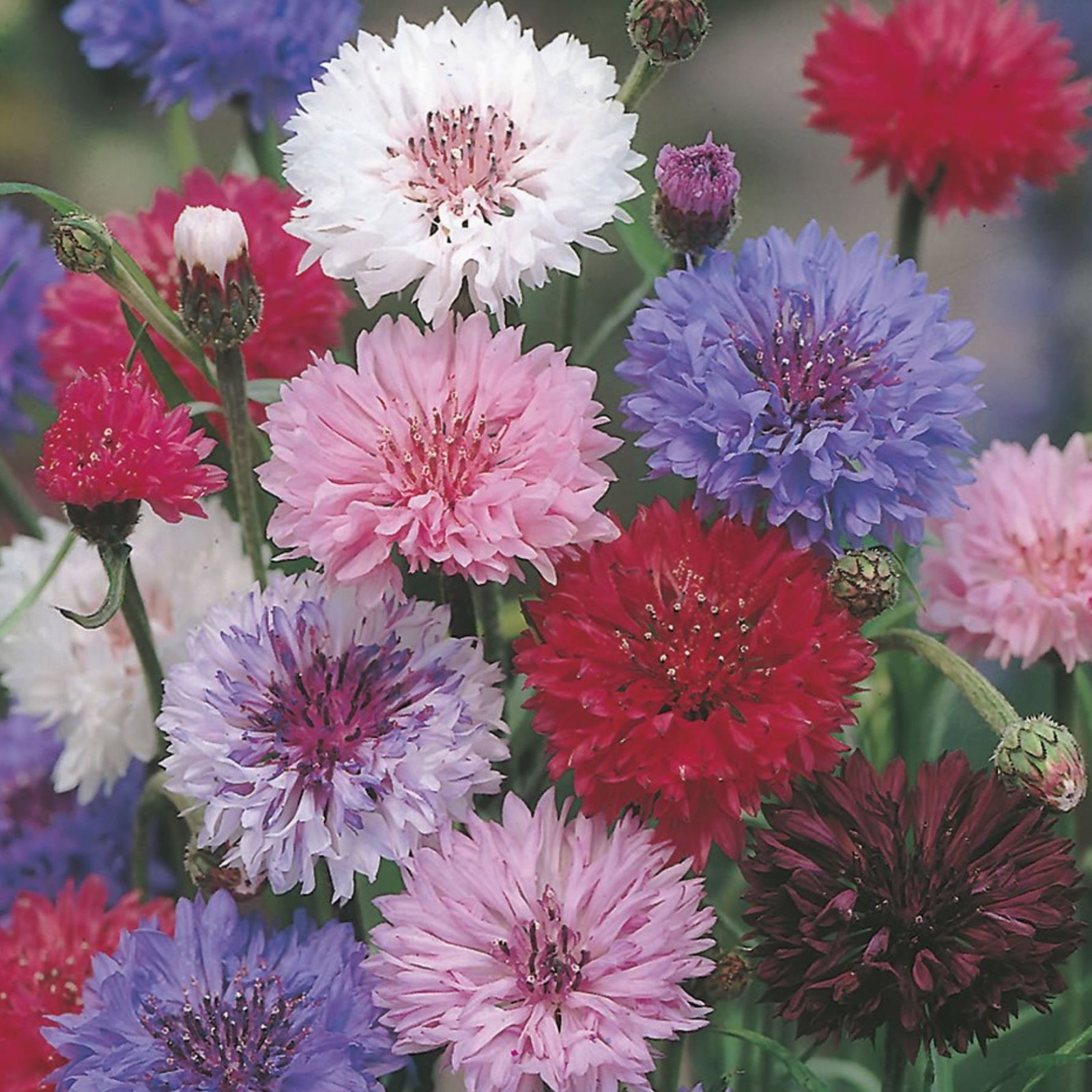 Centaurea Cyanus Mix