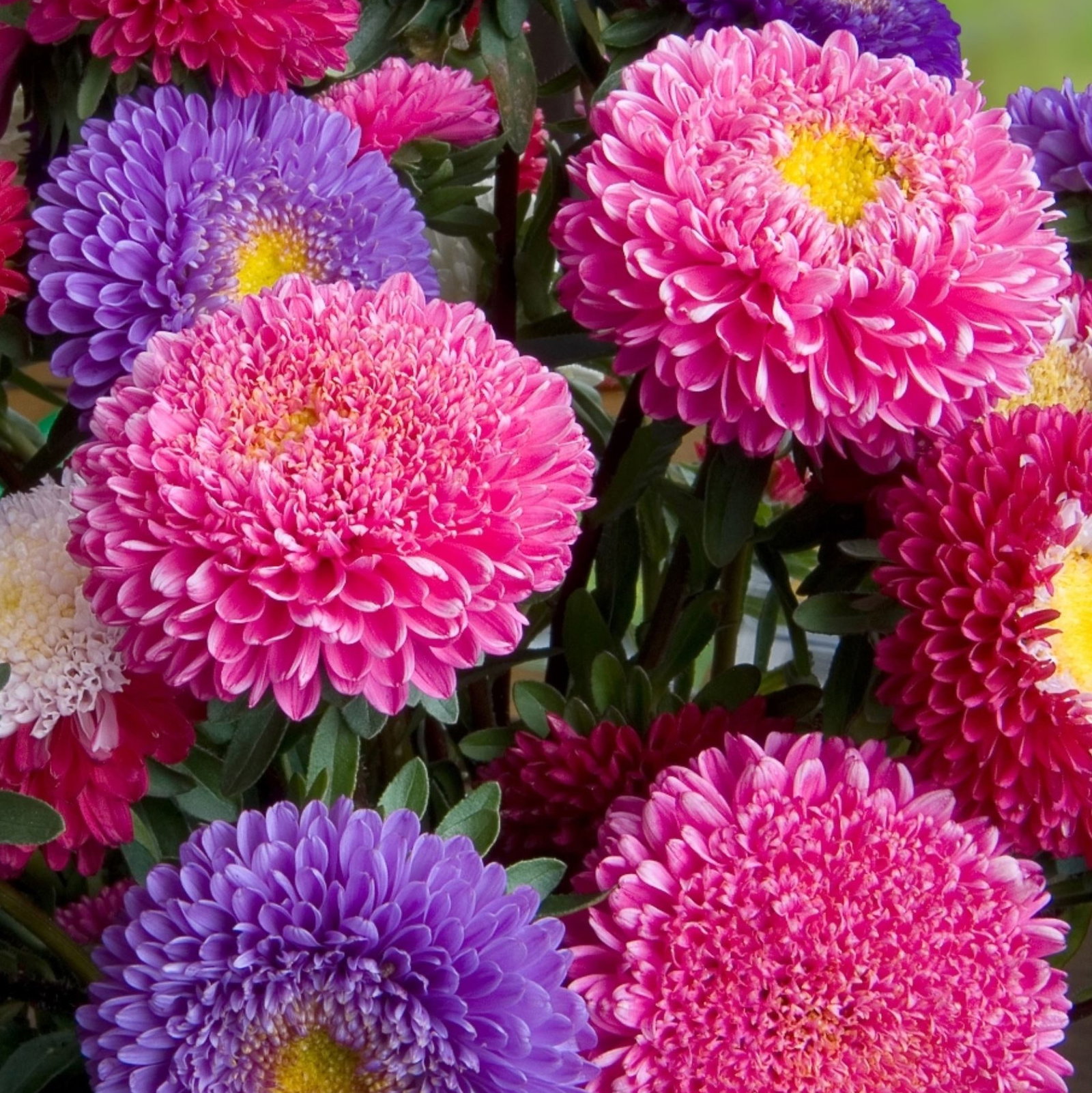 Callistephus Chinensis Geisha Mix
