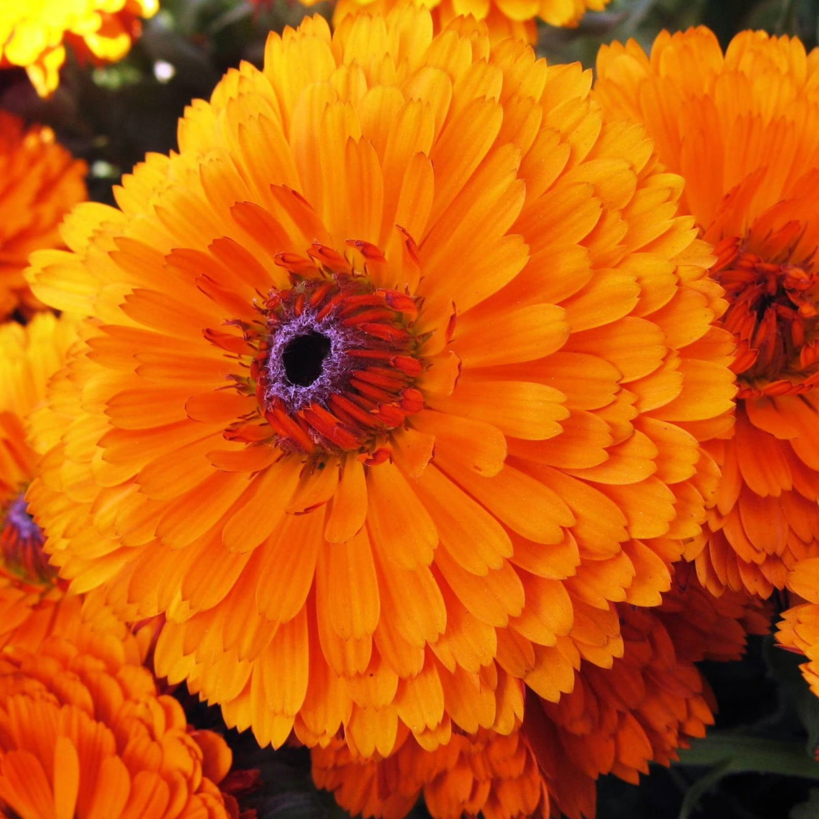 Calendula Officinalis Pacific Beauty Orange