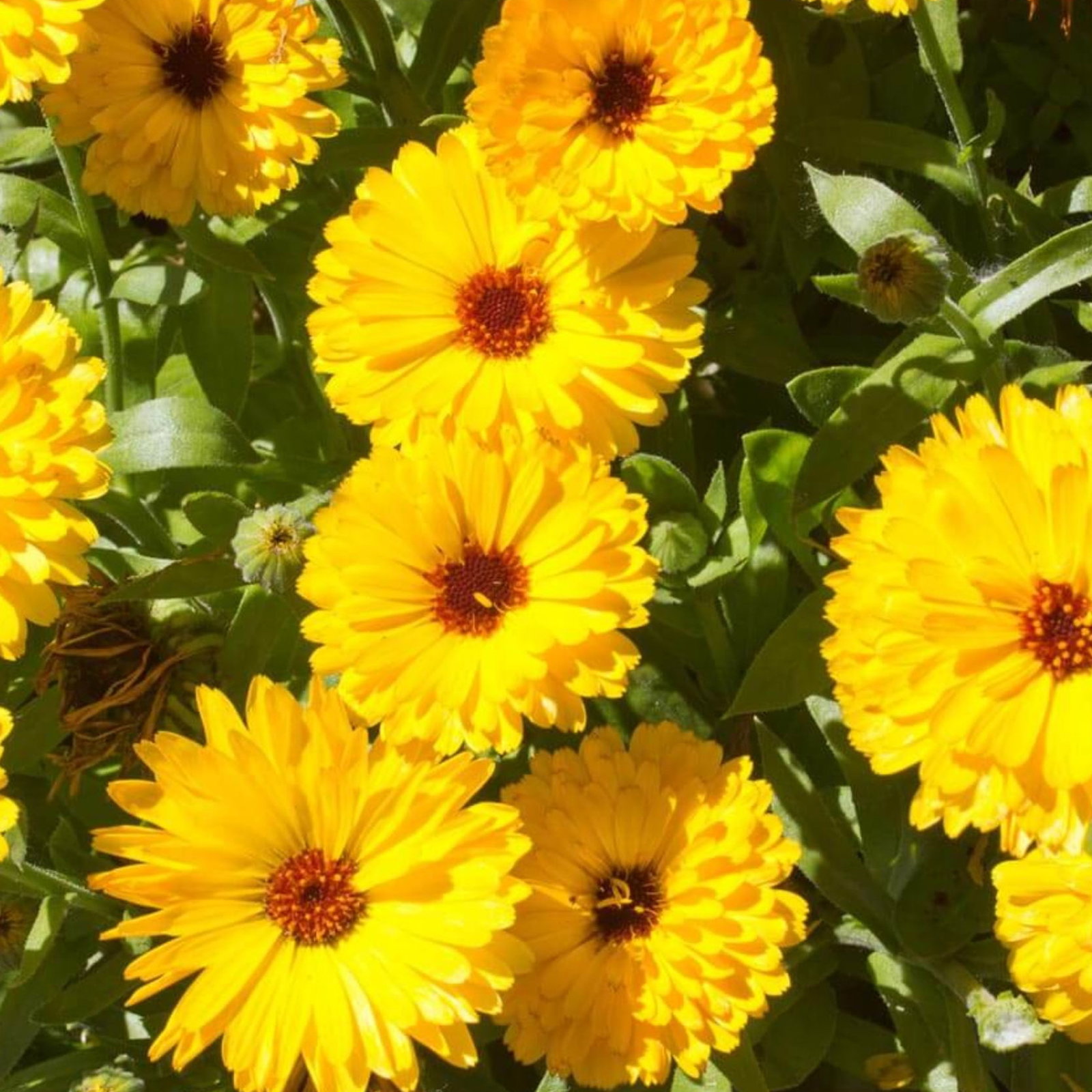 Calendula Officinalis Fiesta Gitana