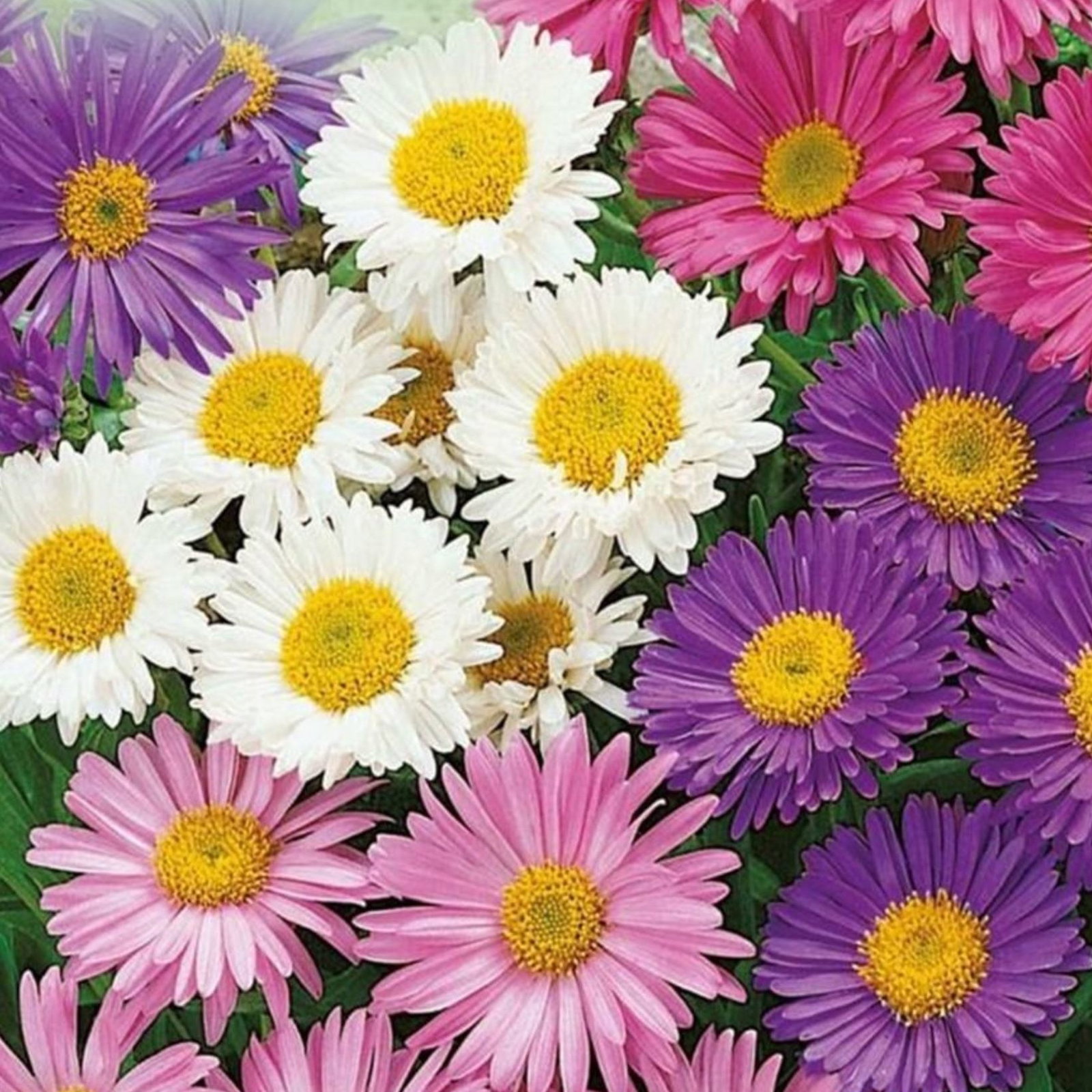 Aster Alpinus Mix