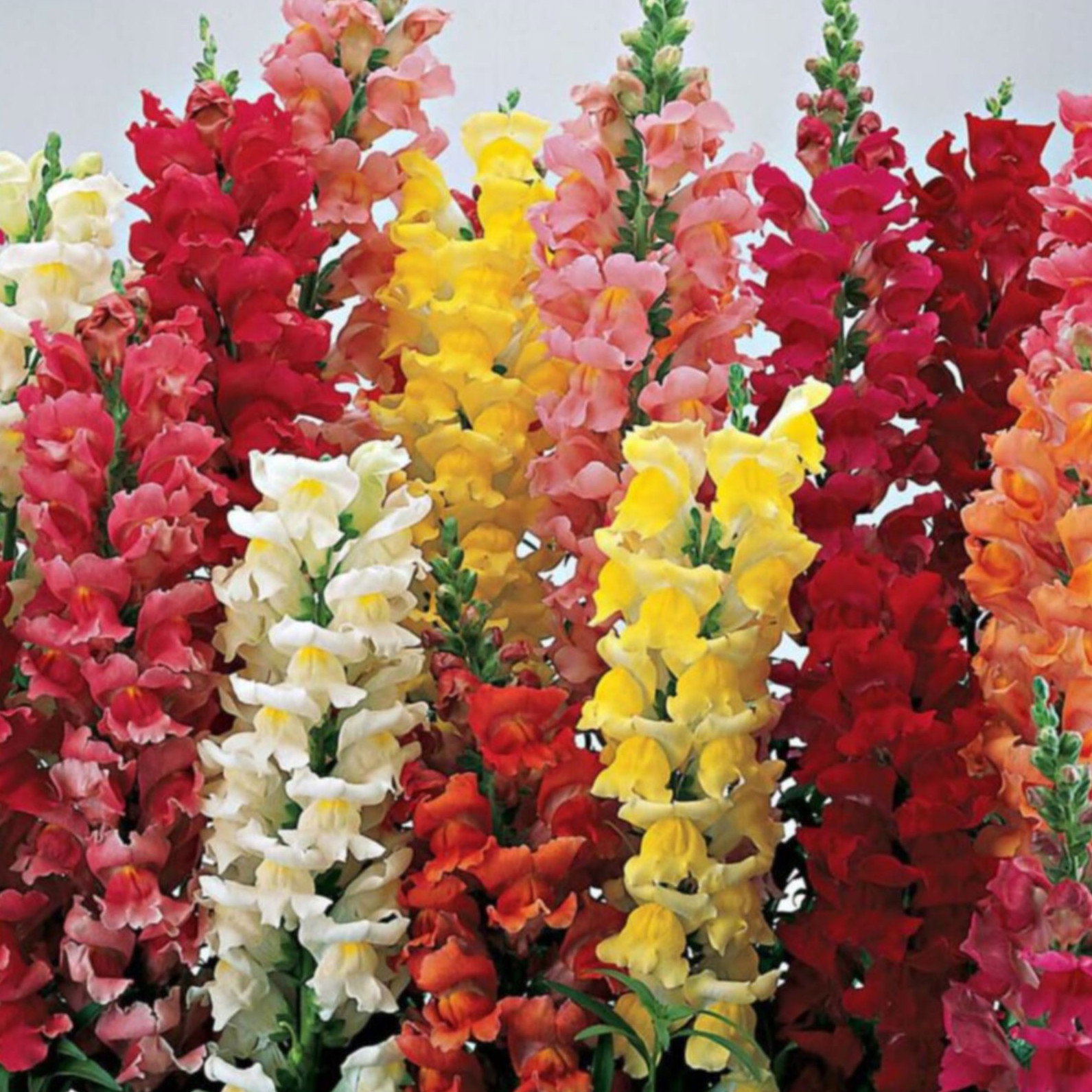 Antirrhinum Majus Maximum Mix