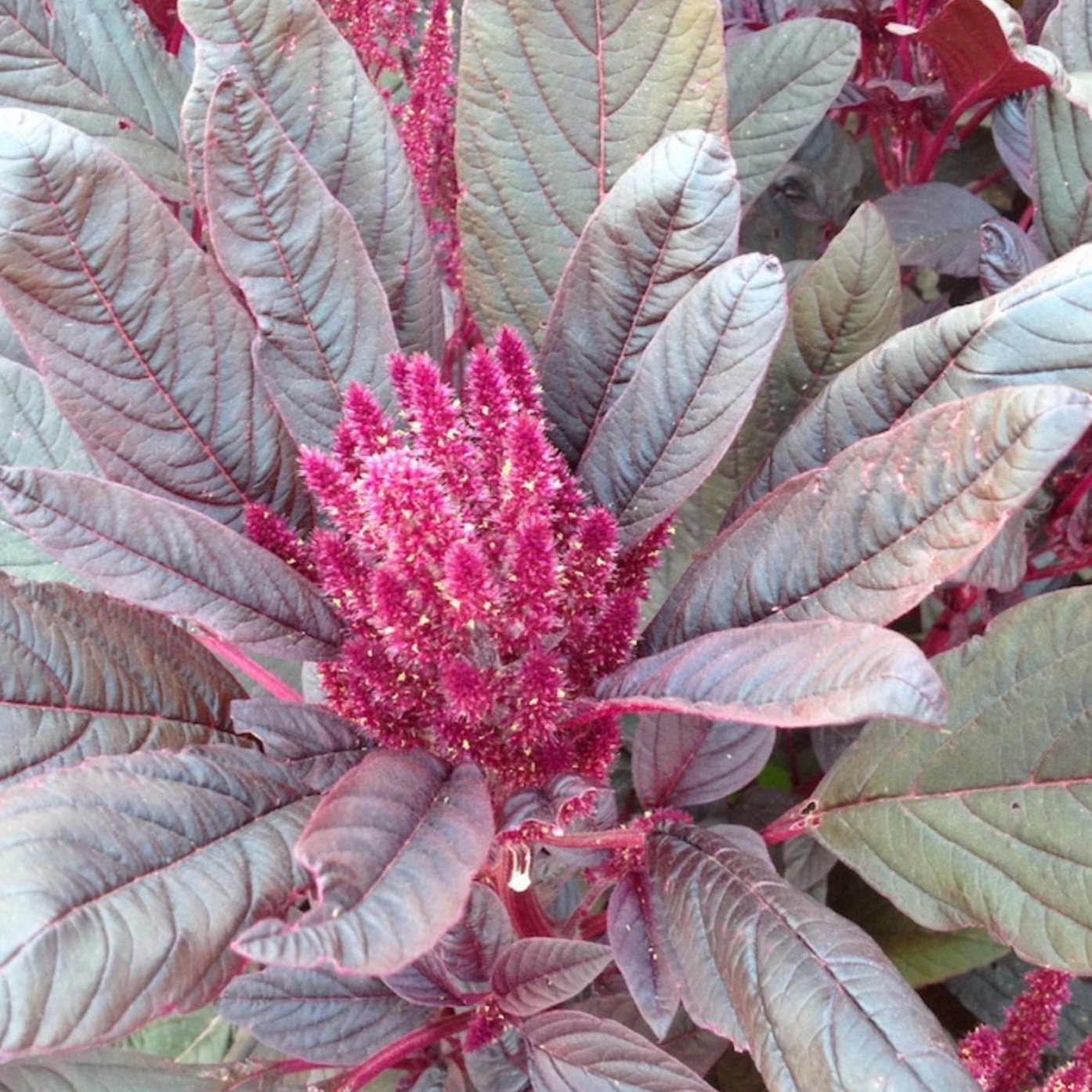 Amaranthus Caudatus Red Devil