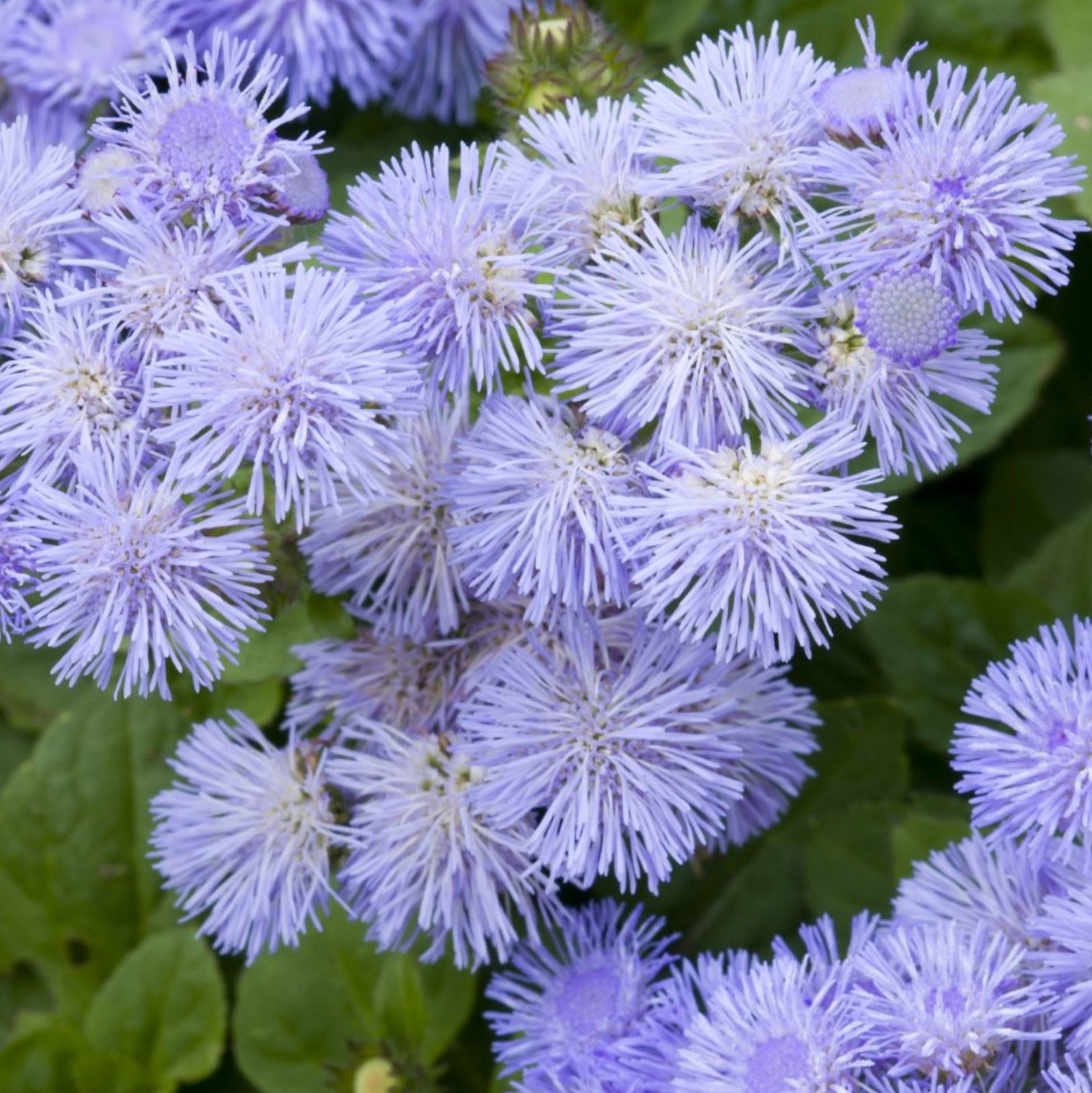 Ageratum Mexicanum