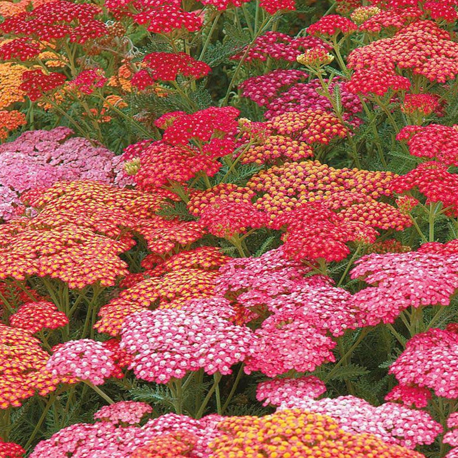 Achillea Millifolium Mix