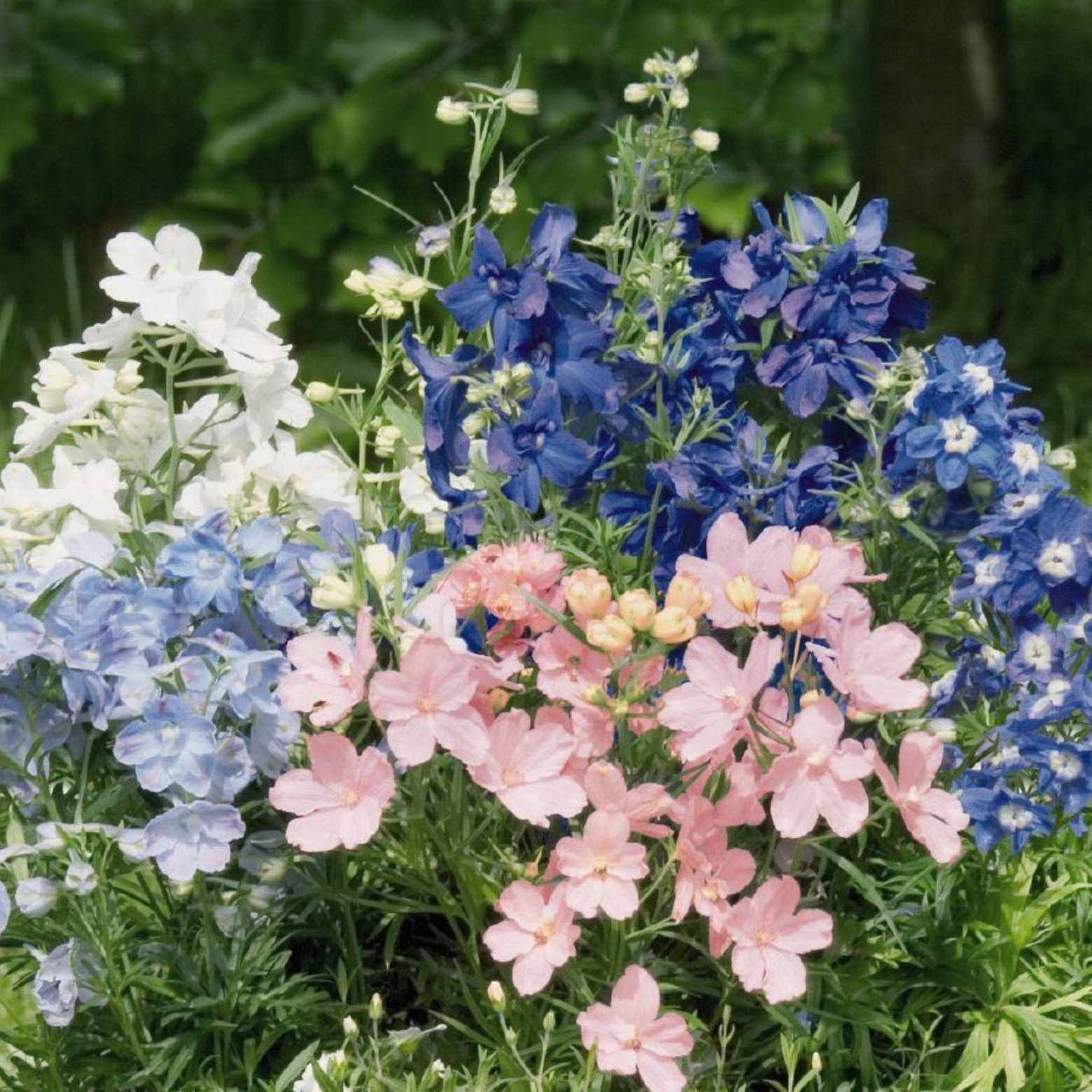 Delphnium Grandiflorum Mix