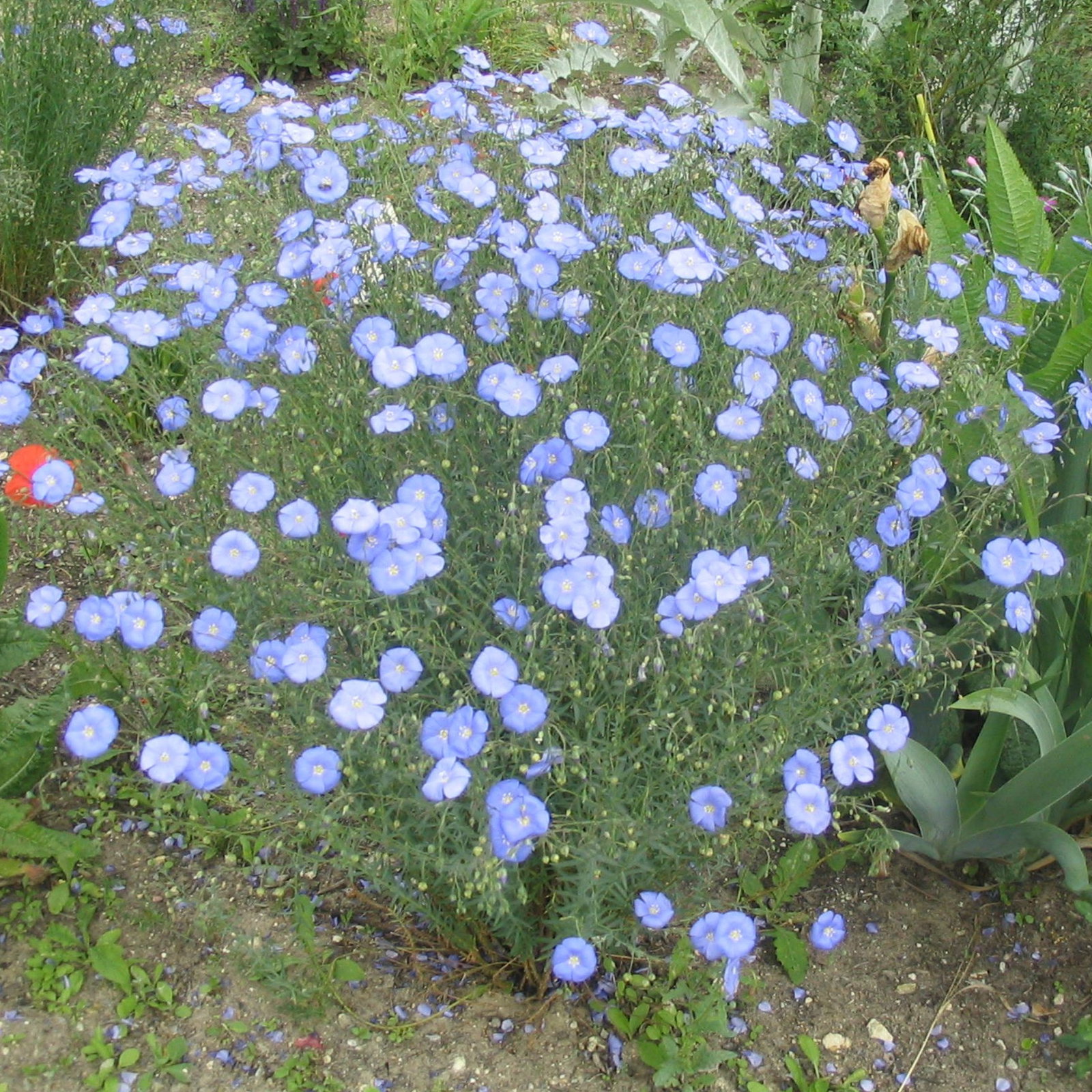 Linum Perenne
