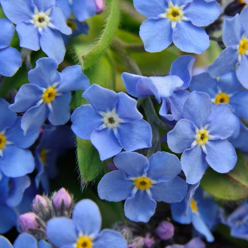 Myosotis Alpestris