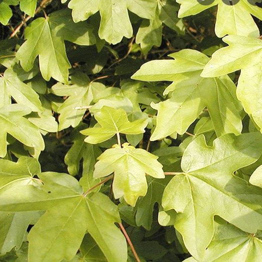 Acer Campestre