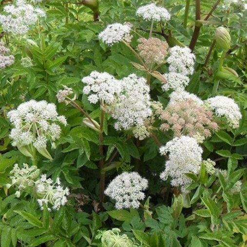 Angelica Slyvestris