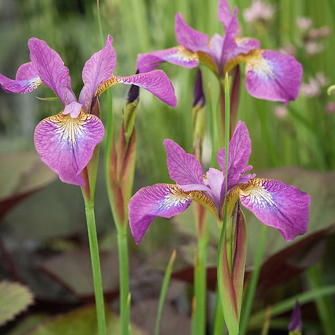 Iris Siberica Sparkling Rose