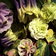500 Aquilegia Alchemist S Gold