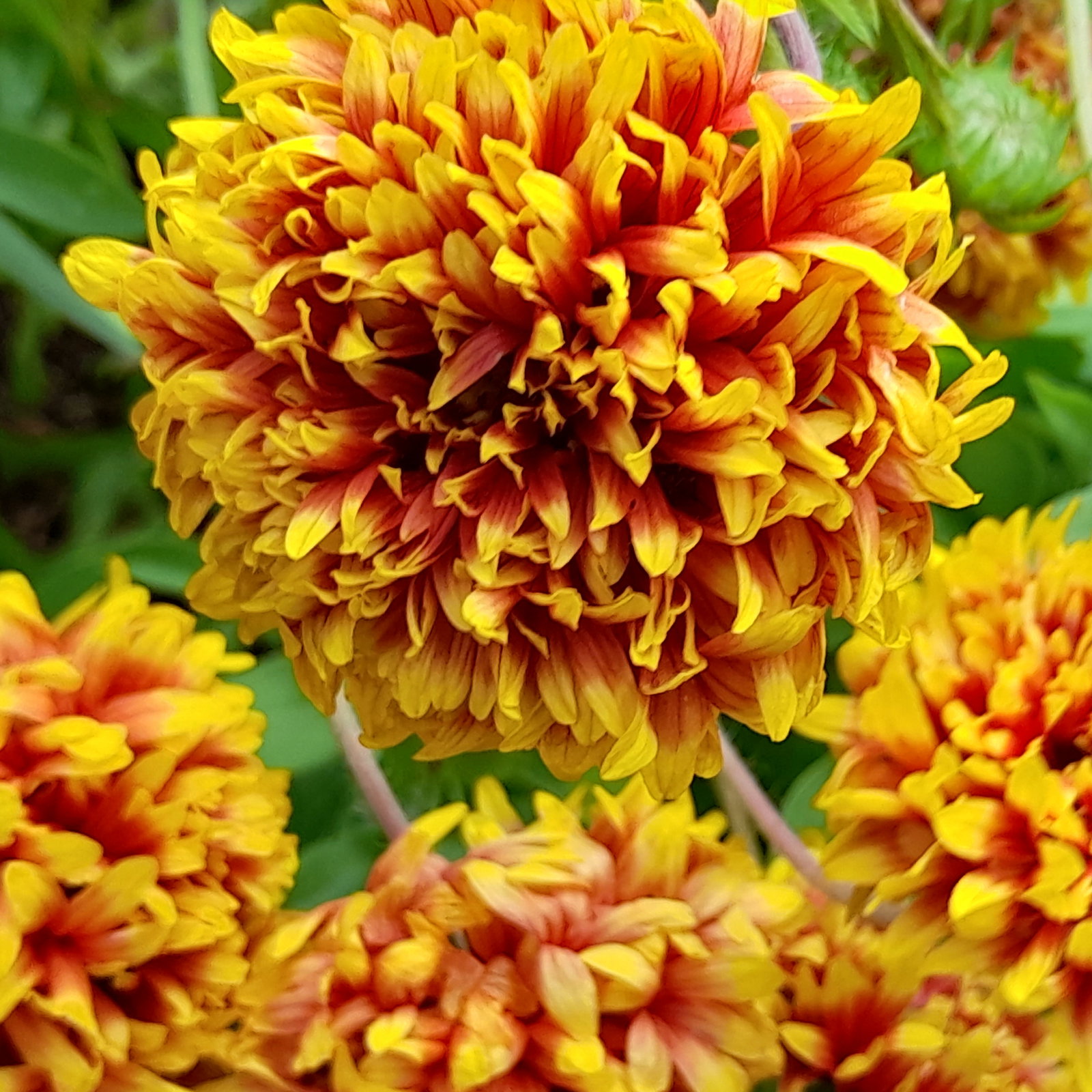 Gaillardia Pulchella Sundance