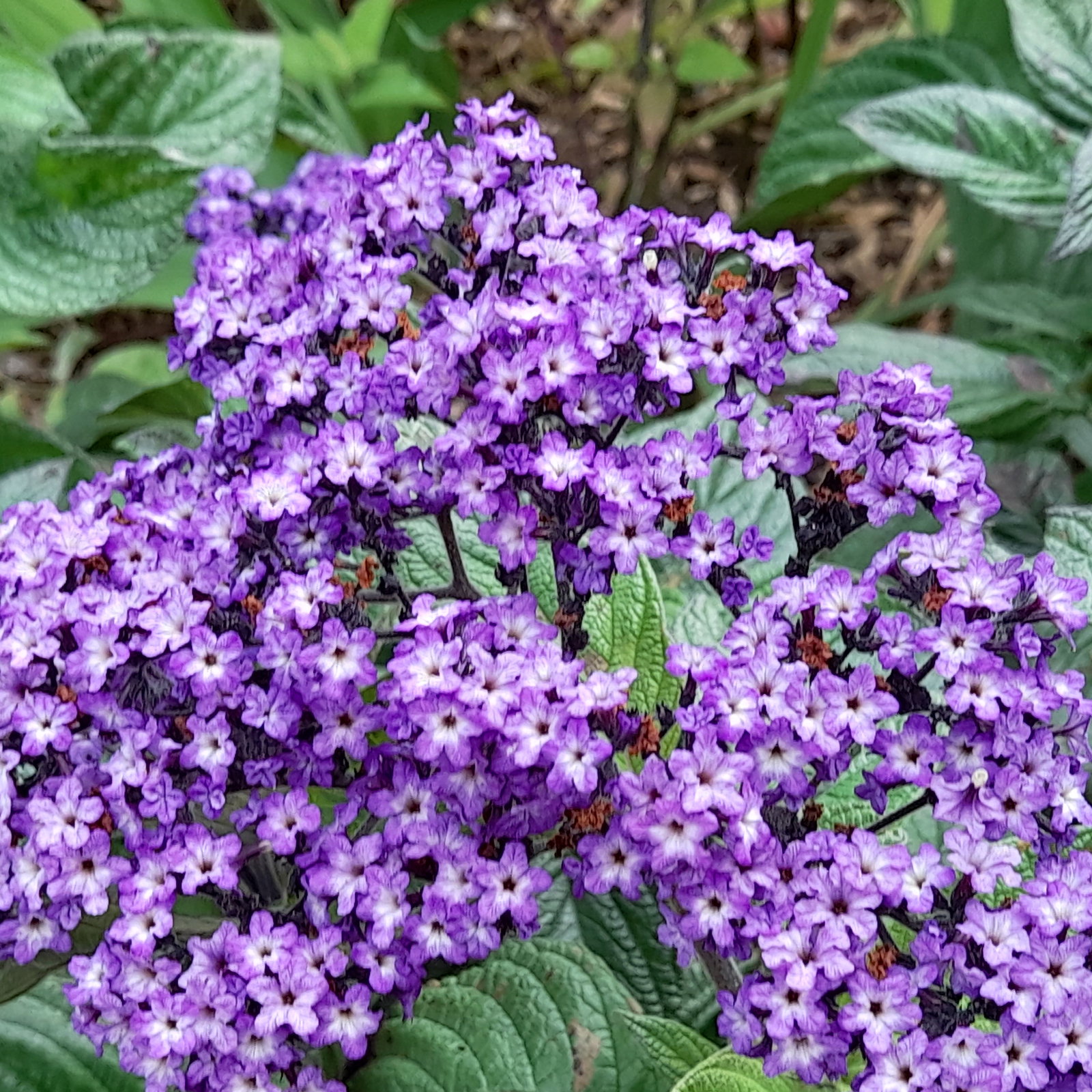 Heliotrope Marine
