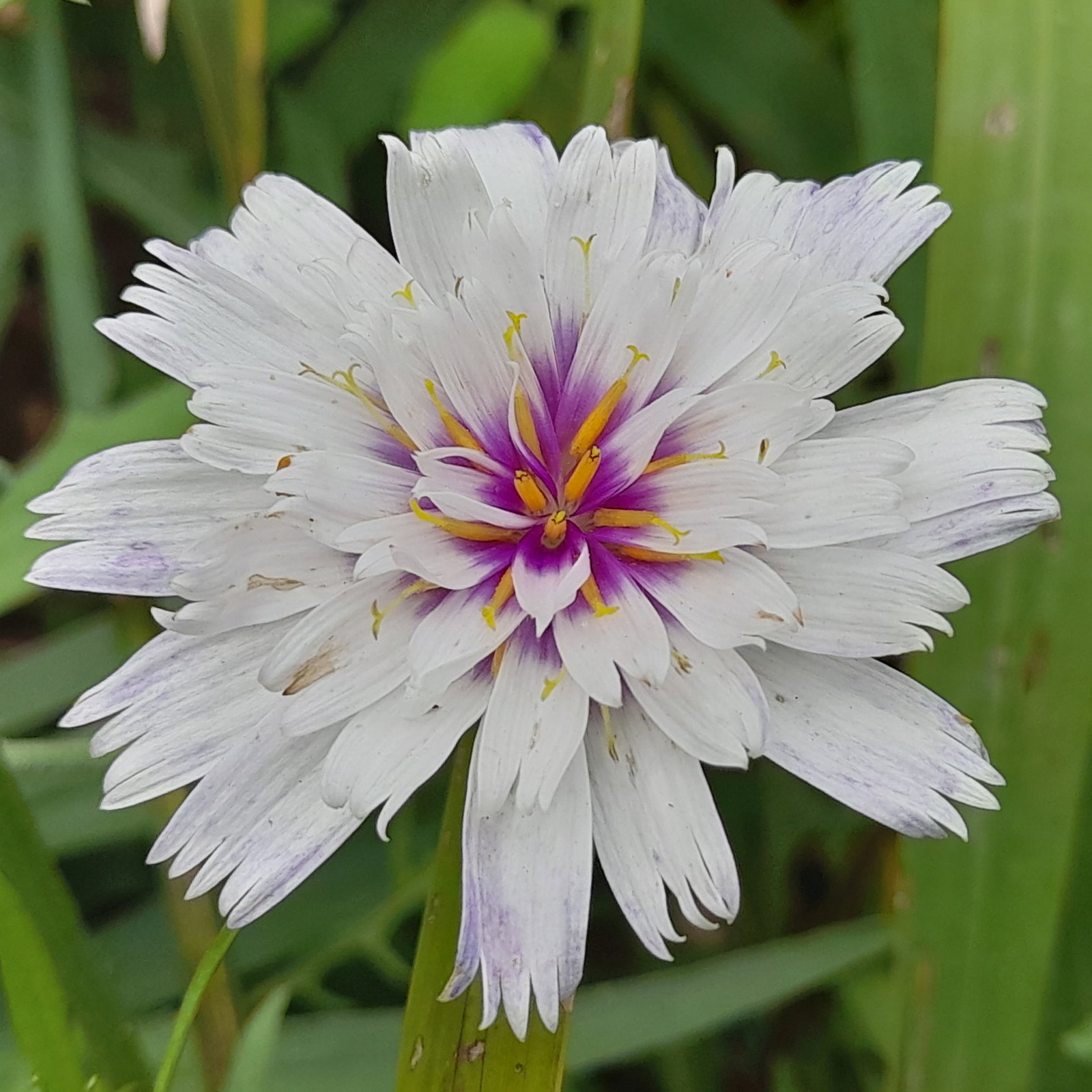 Catananche Amor White