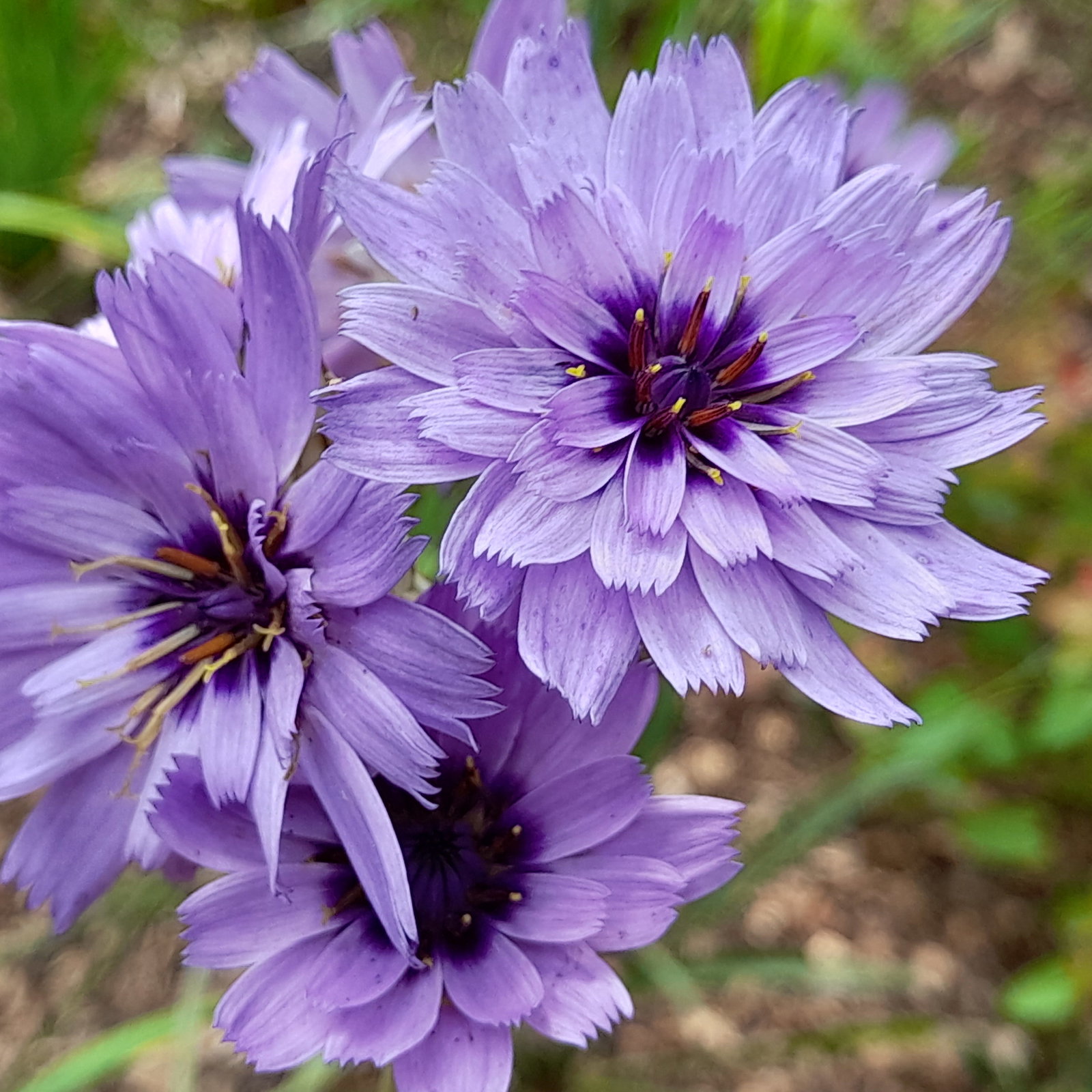 Catananche Amor Blue