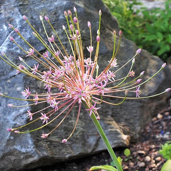 Allium Schubertii