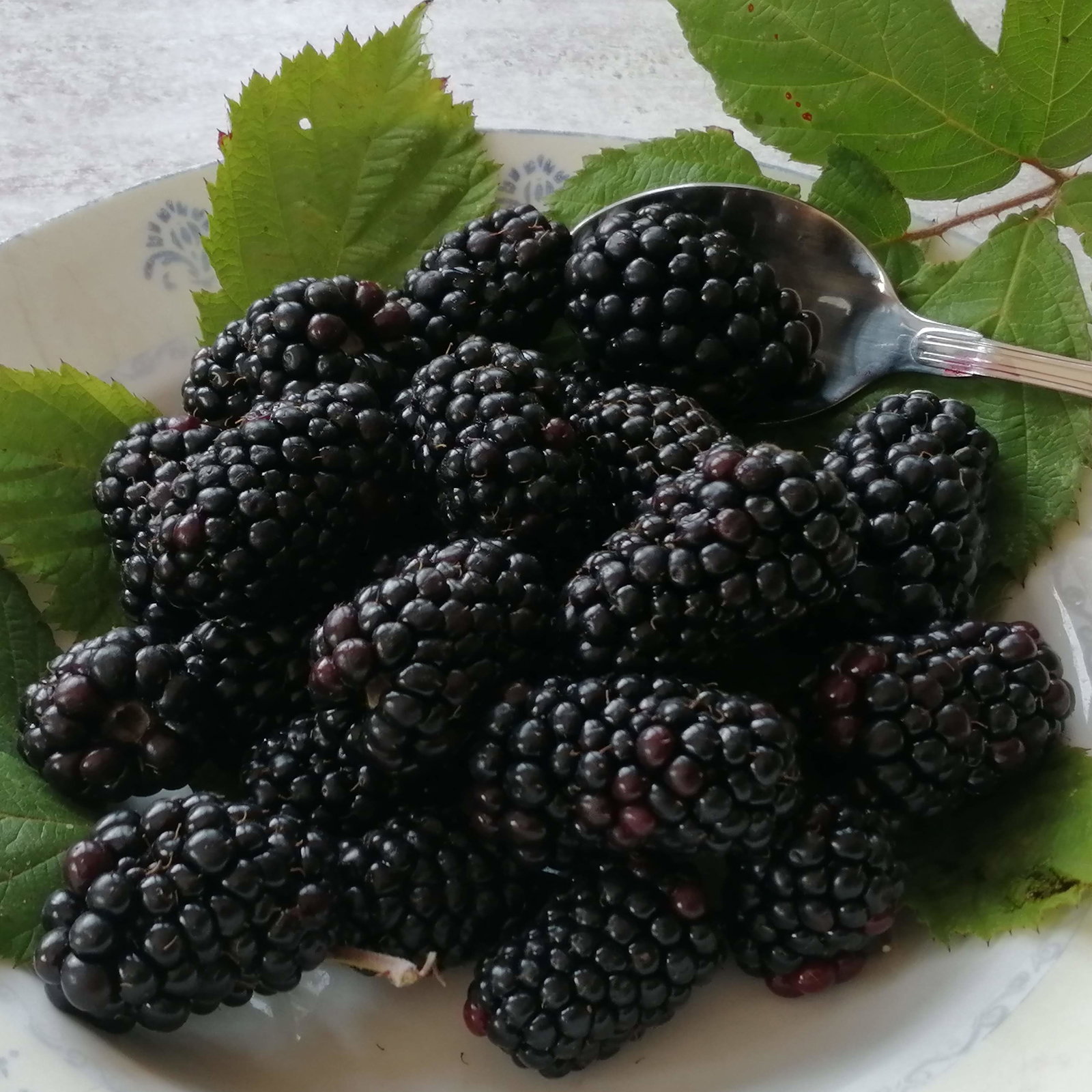 Blackberry Ebony Giant