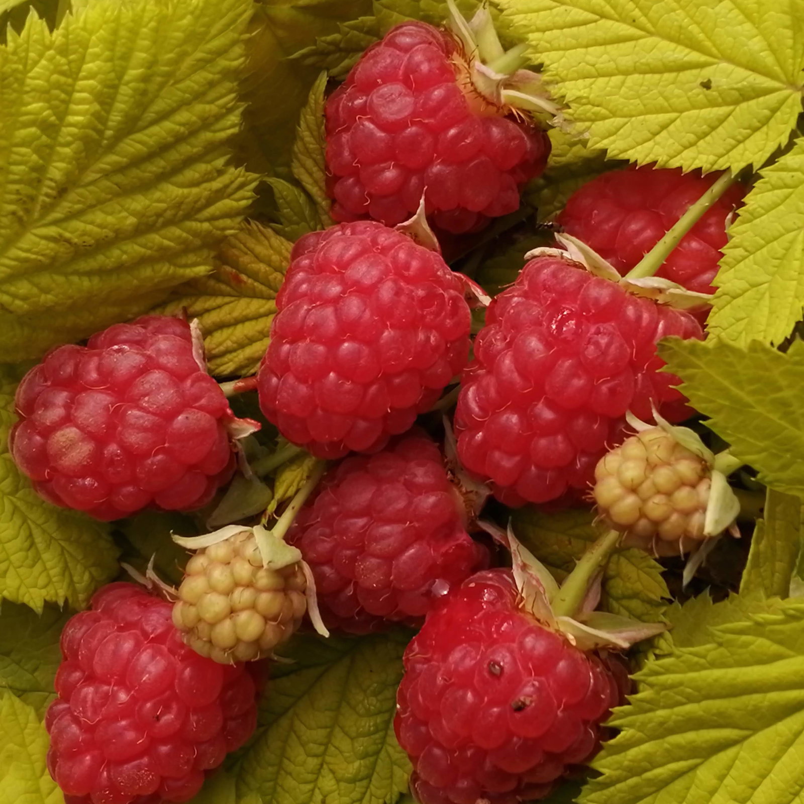 Raspberry Gold Leaf
