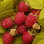 Raspberry Gold Leaf