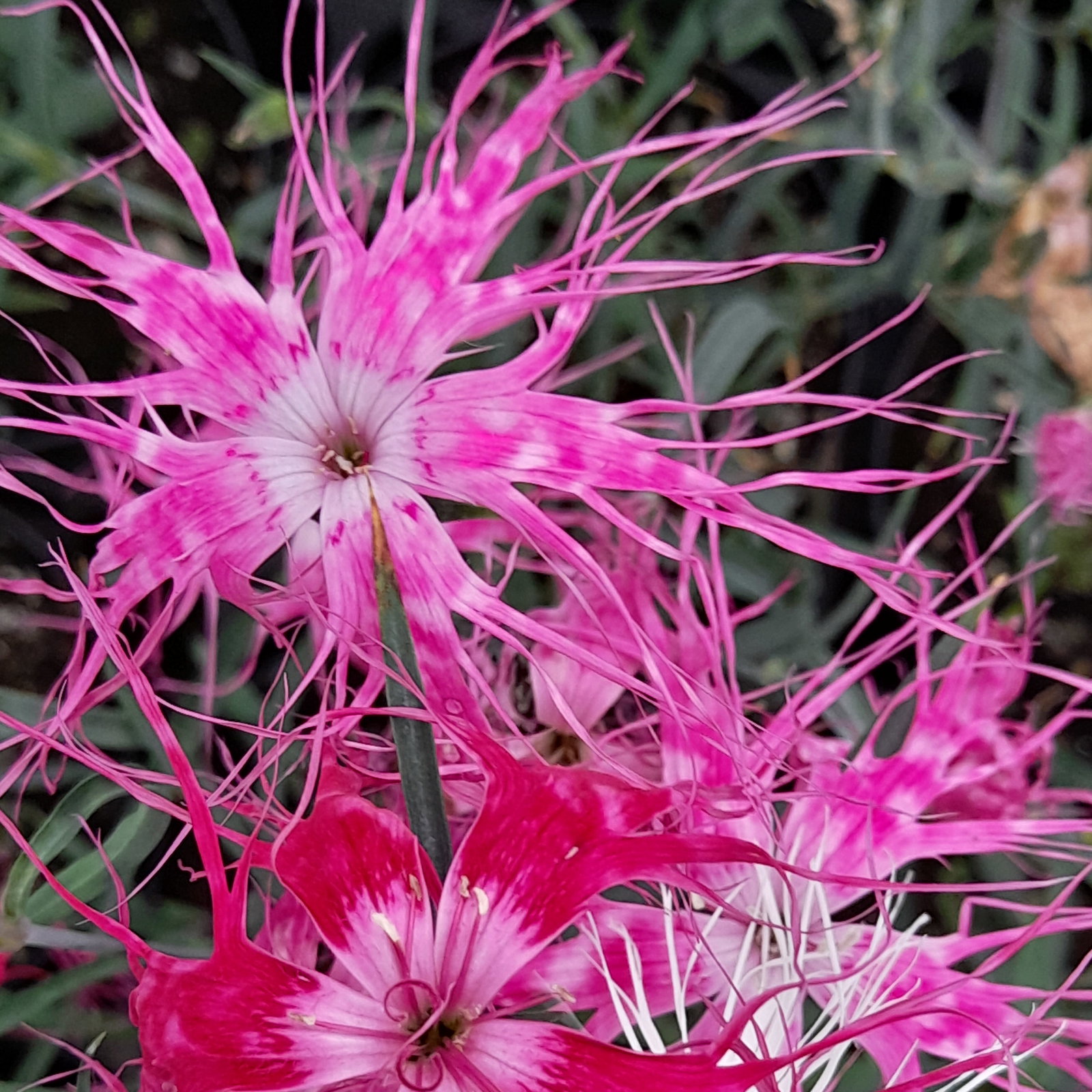 Dianthus Dancing Geisha