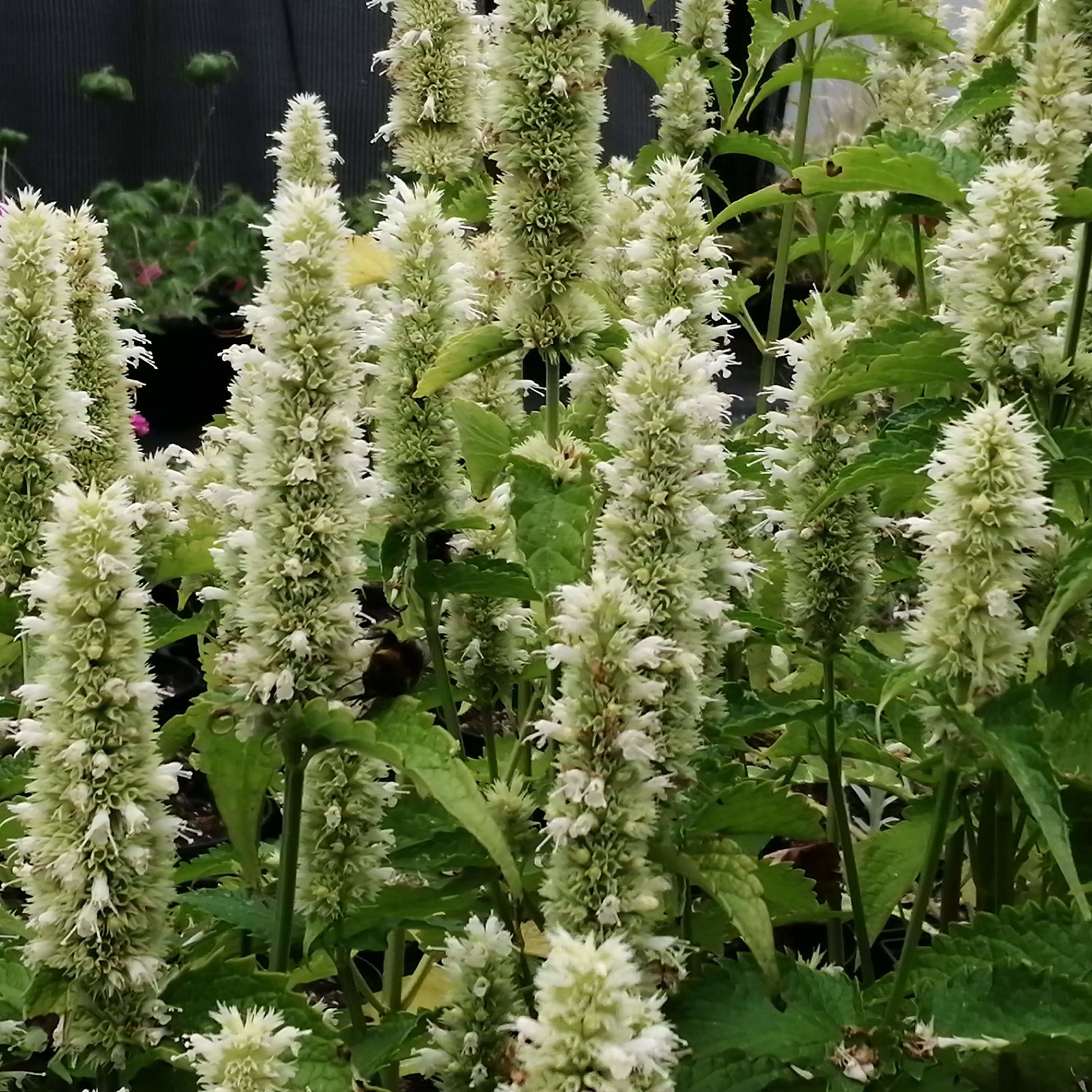 Agastache Foeniculum Liquoirice White