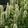 Agastache Foeniculum Liquoirice White