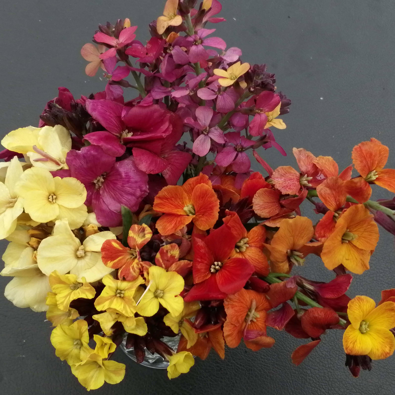 Erysimum Amazing Hybrids A