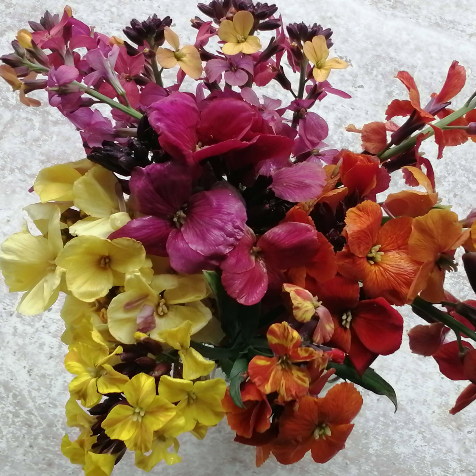 Erysimum Amazing Hybrids B