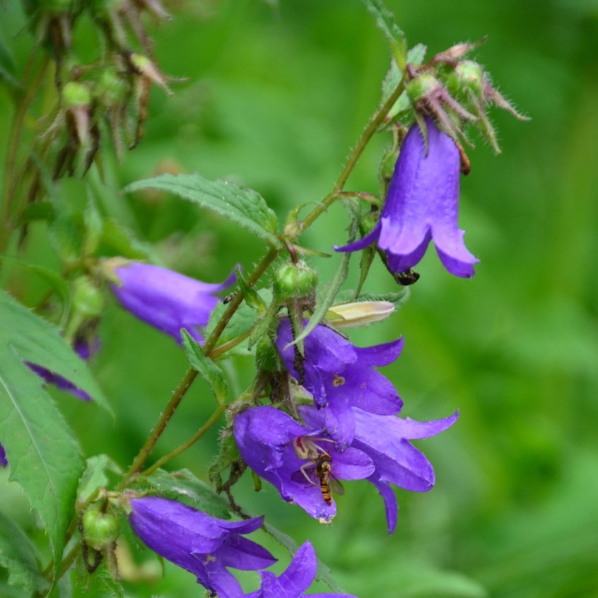 Campanula Trachelium Blue Ensign Mix