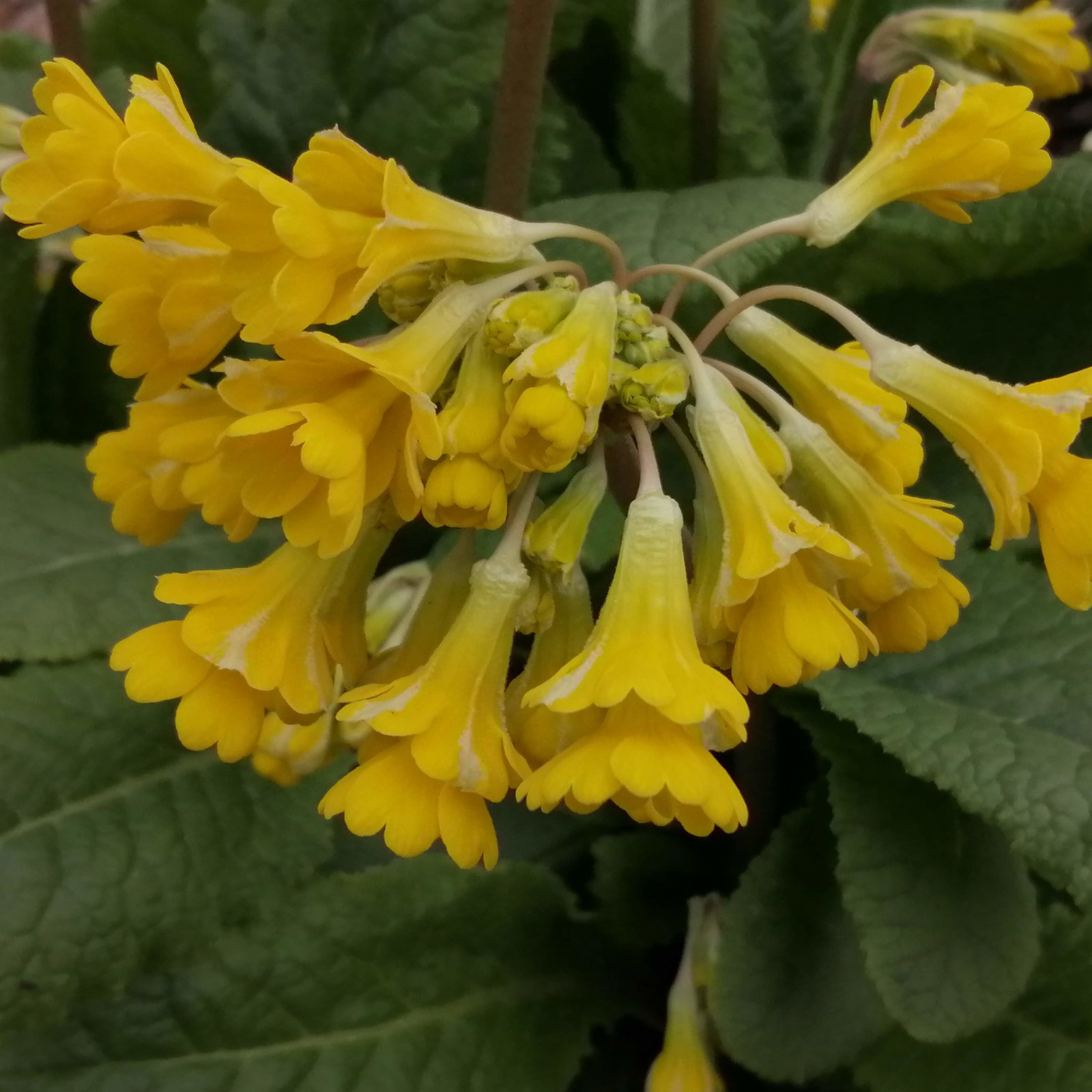 Primula Veris Rays Hose In Hose