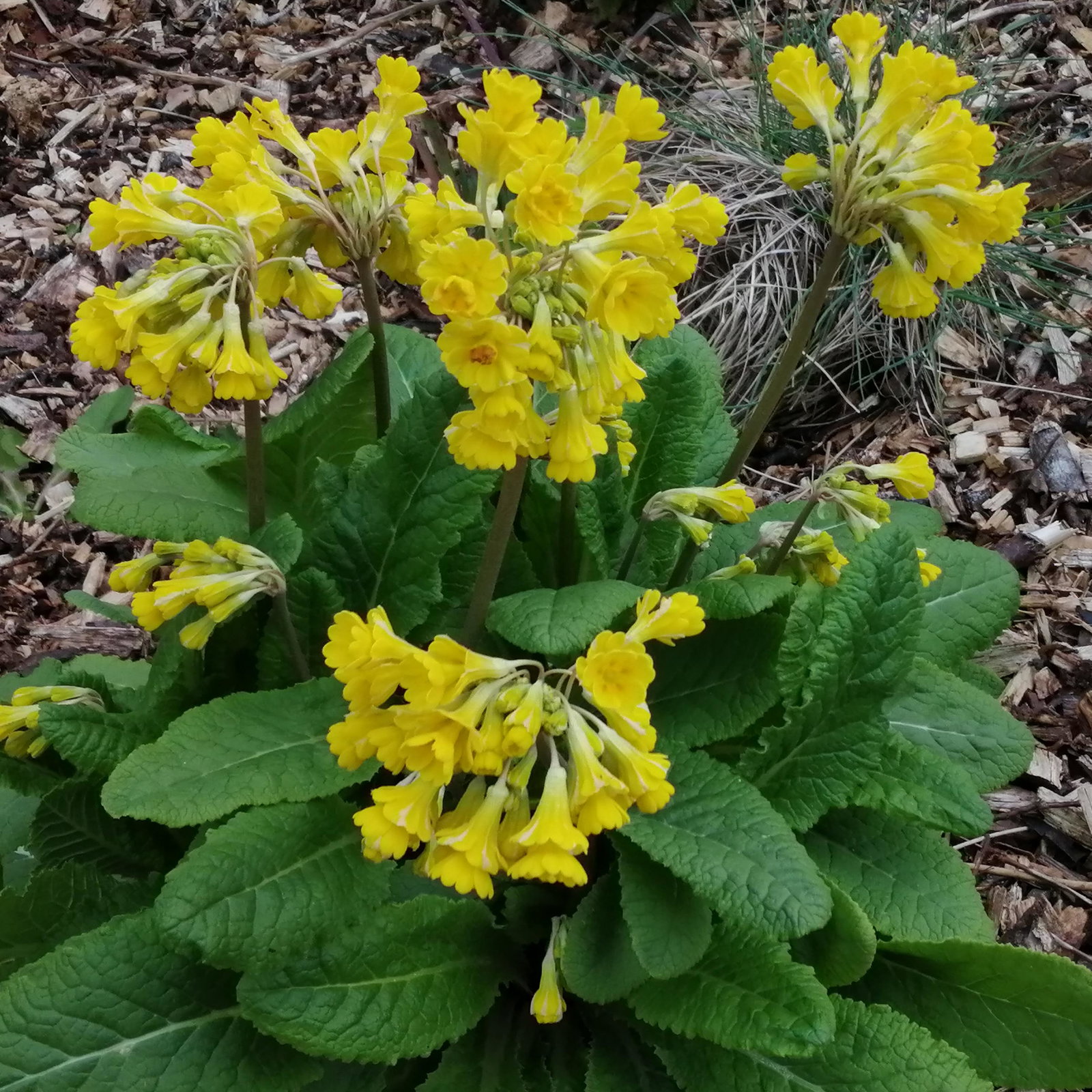 Primula Veris Rays Hose In Hose