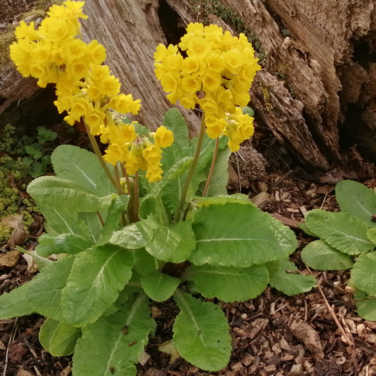 Primula Veris Rays Hose In Hose