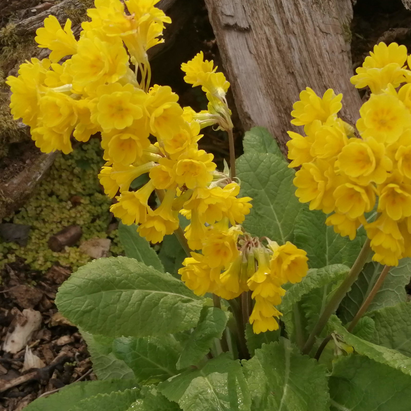 Primula Veris Rays Hose In Hose