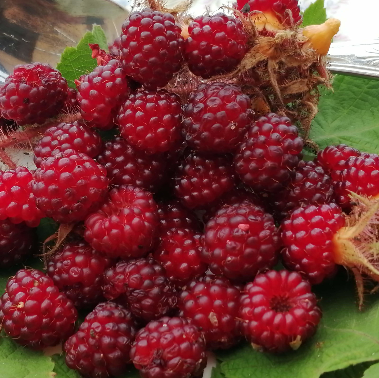 Japanese Wineberry