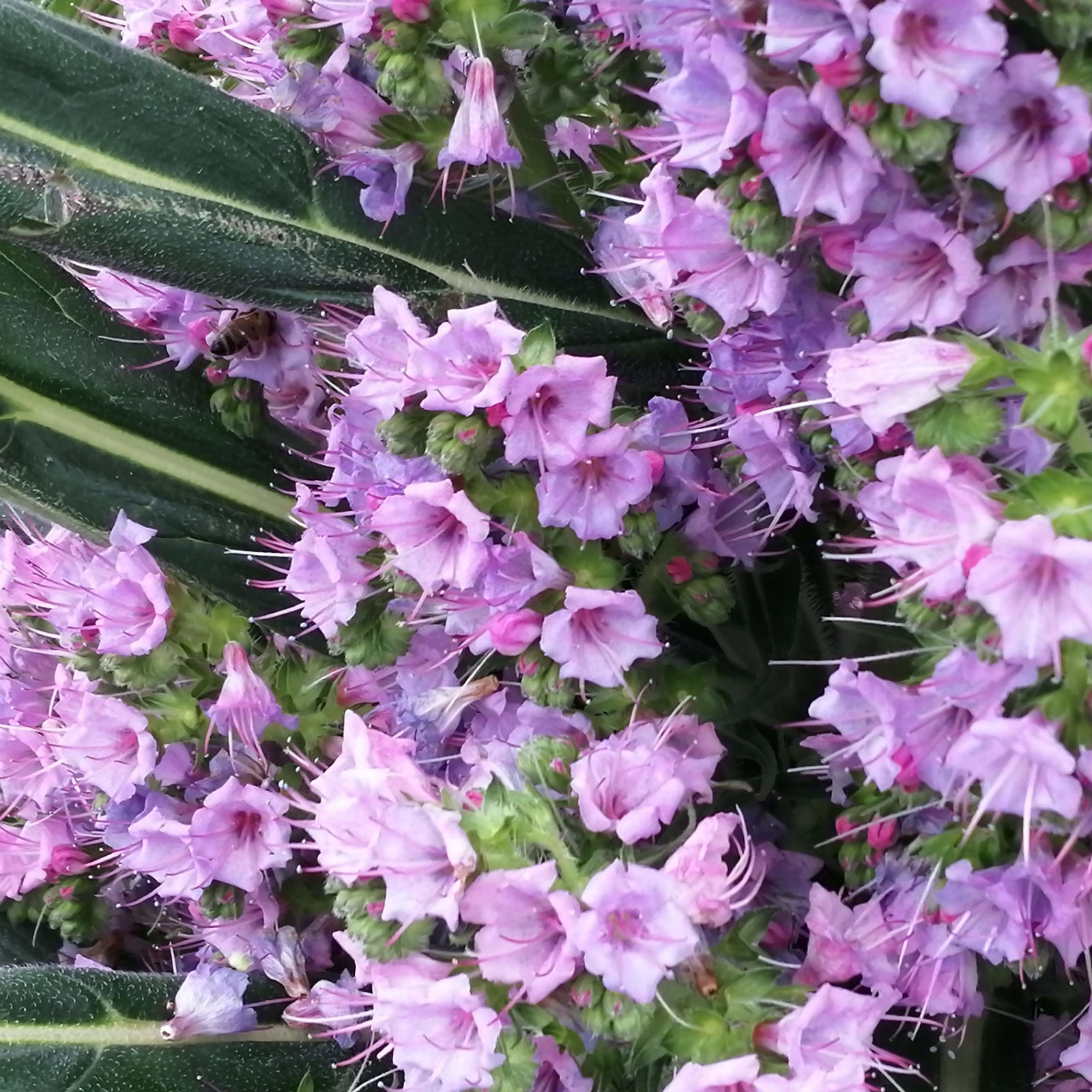 Echium Pink Pillars