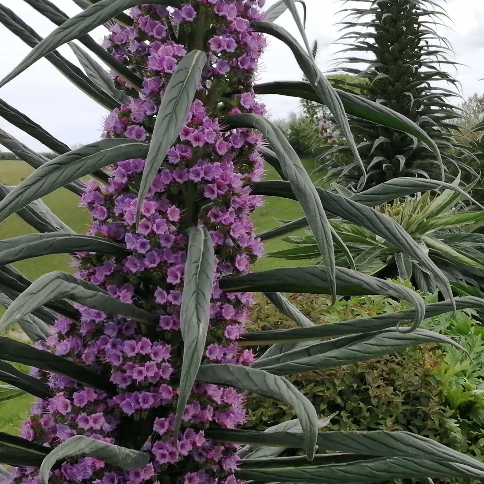 Echium Pink Pillars