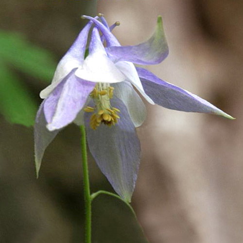 Aquilegia Amaliae