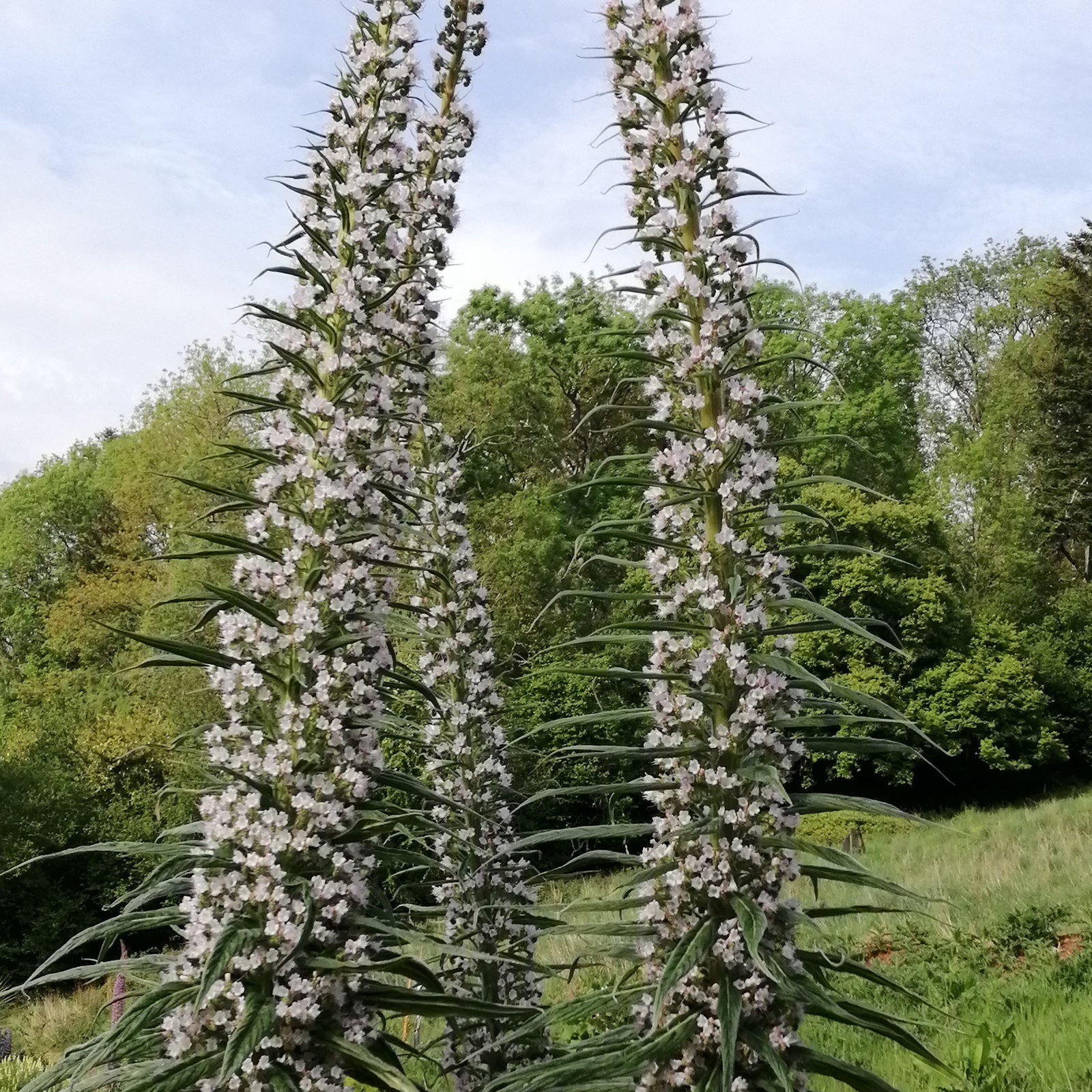 Echium White Pillars