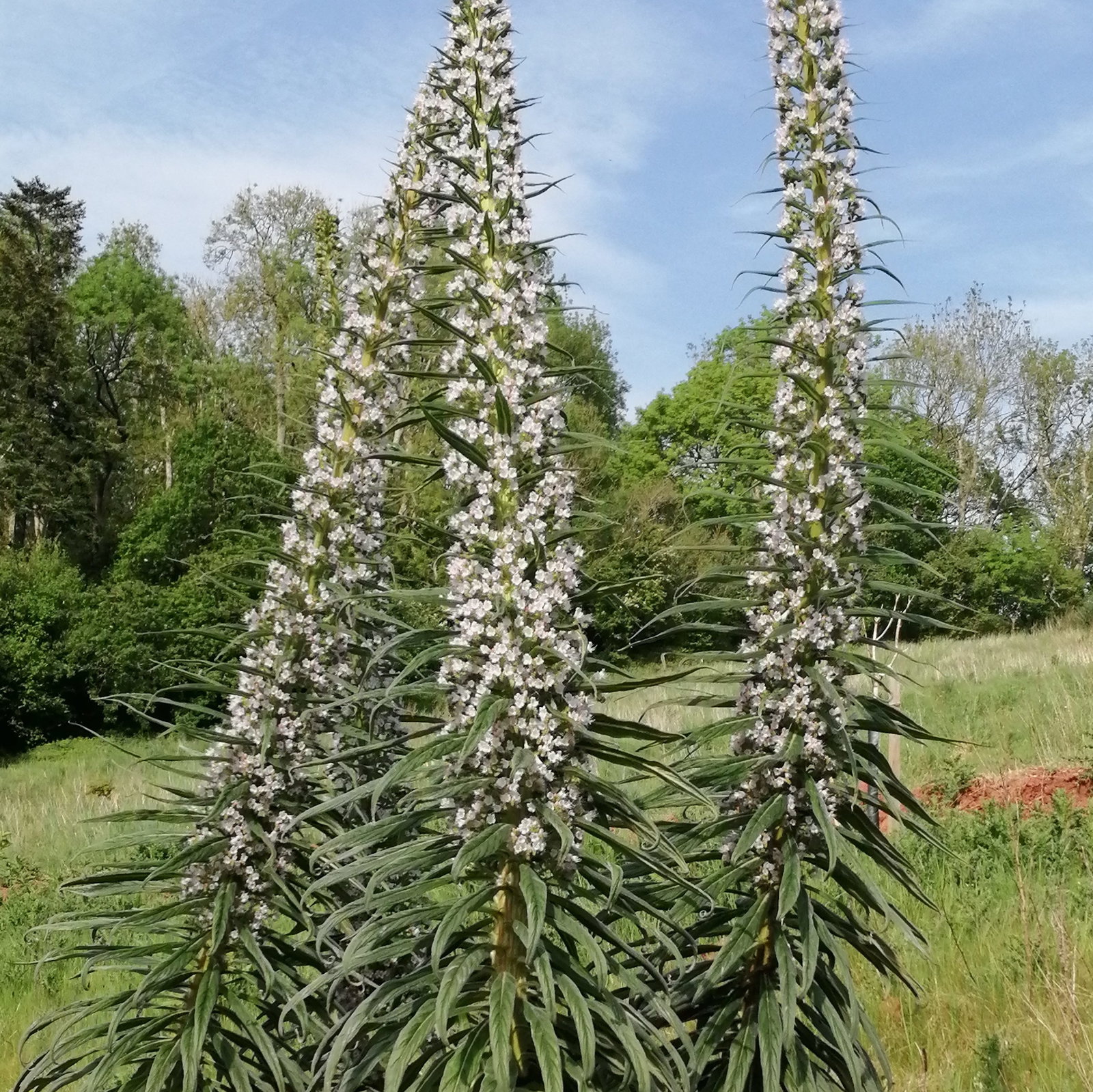 Echium White Pillars