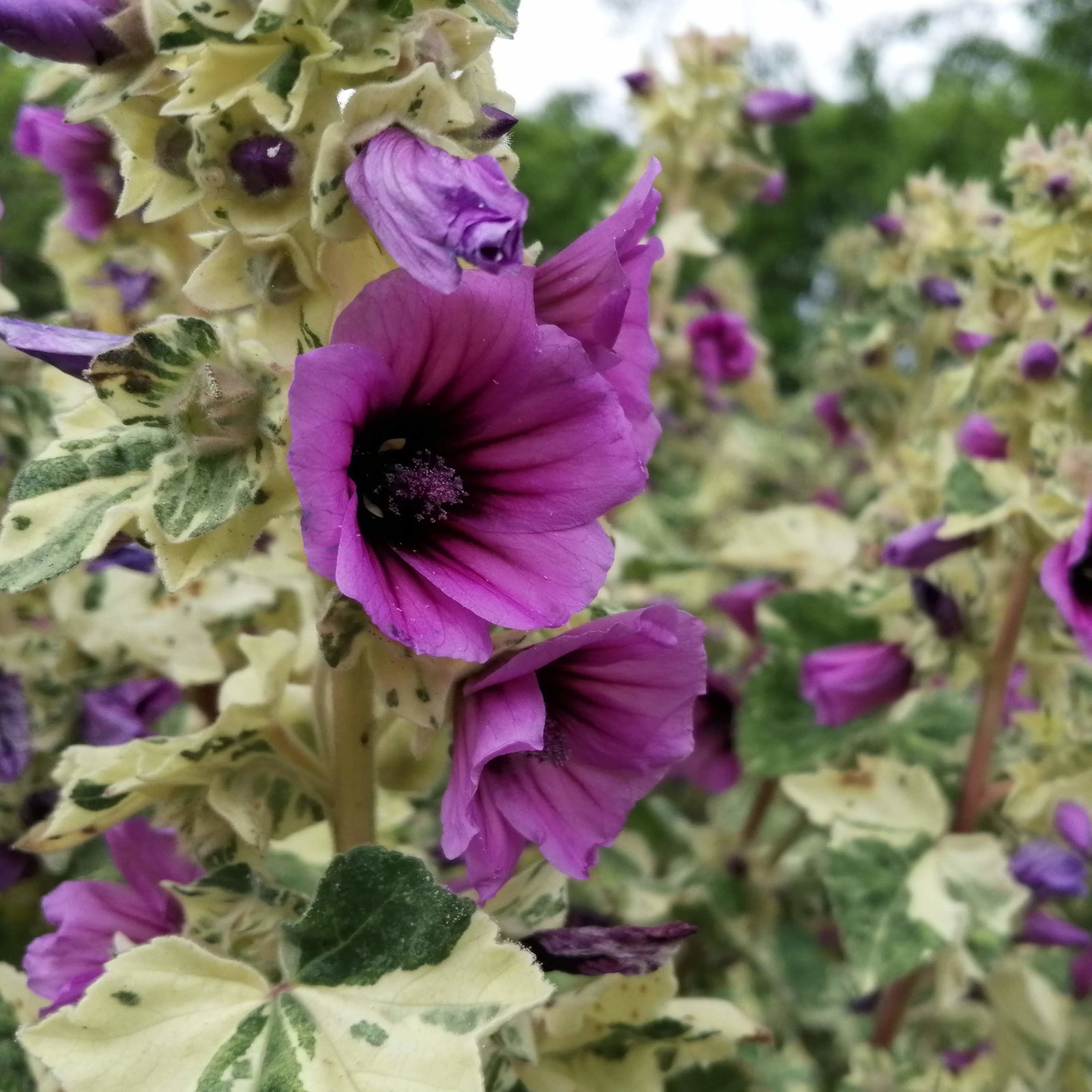 Lavatera Arborea Variegata