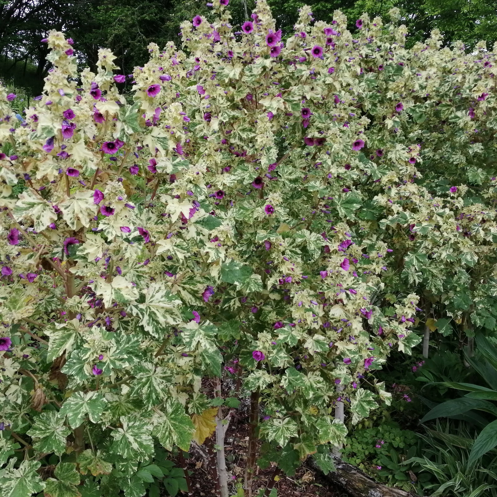 Lavatera Arborea Variegata