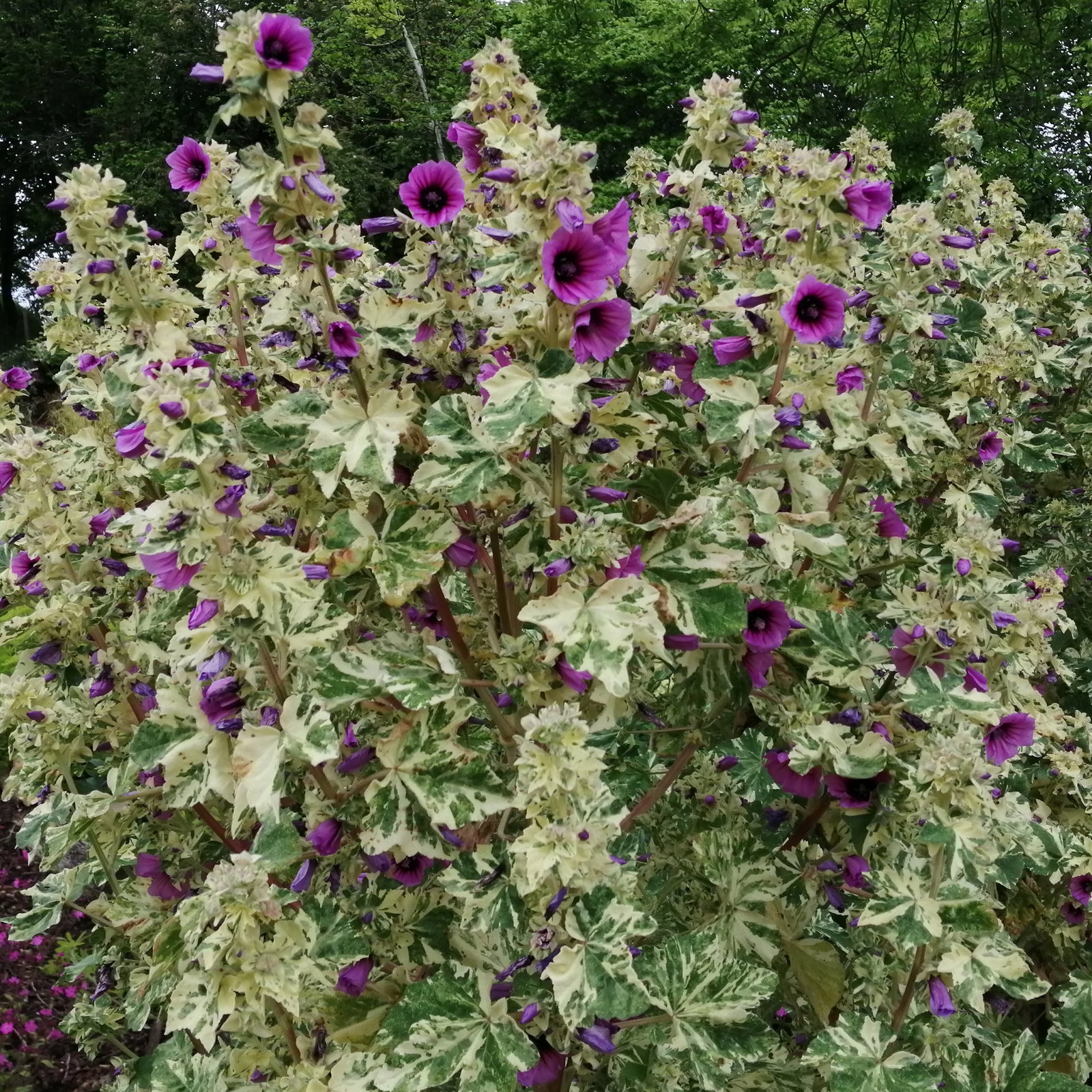 Lavatera Arborea Variegata