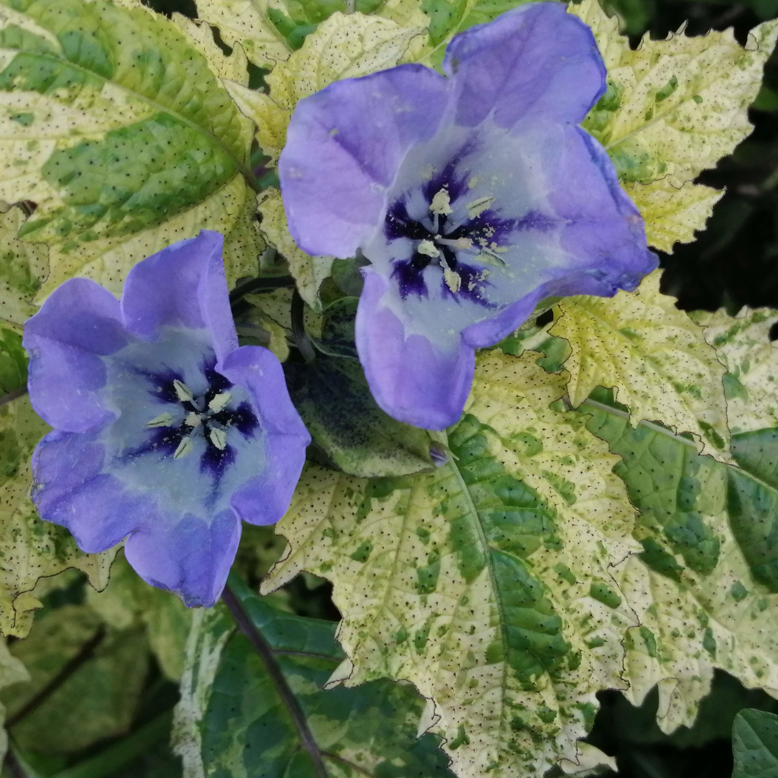 Nicandra Splash Of Cream