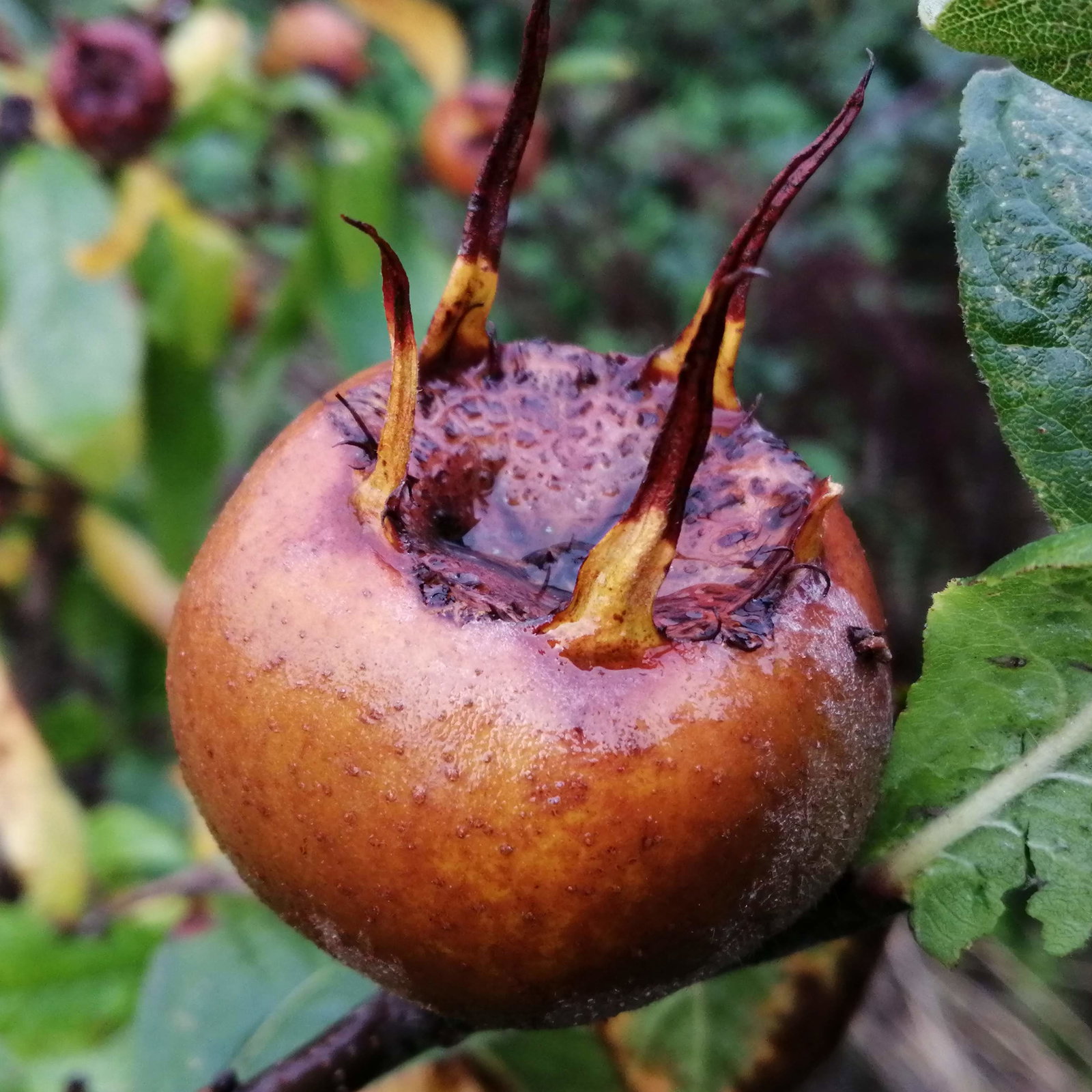 Medlar