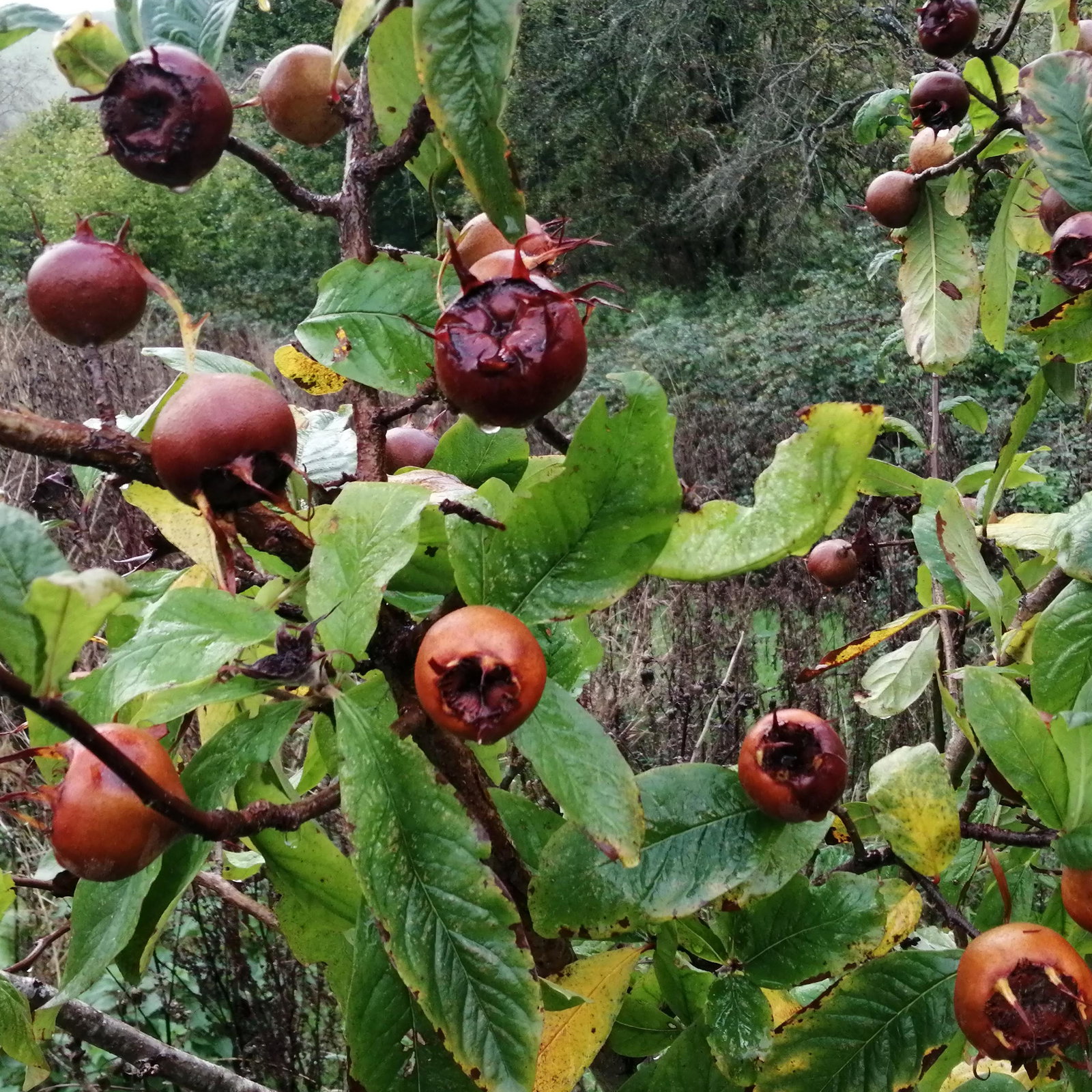 Medlar
