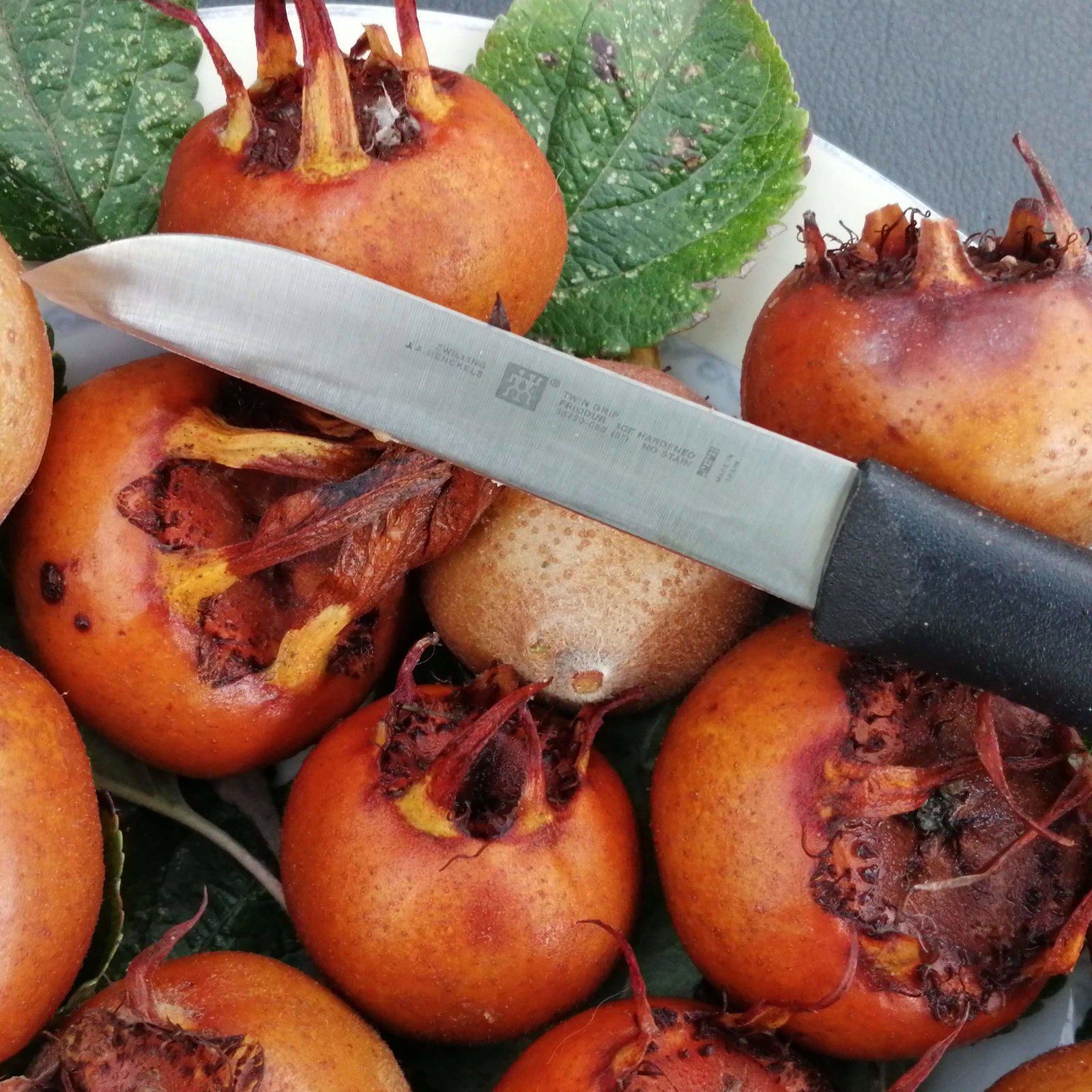Medlar